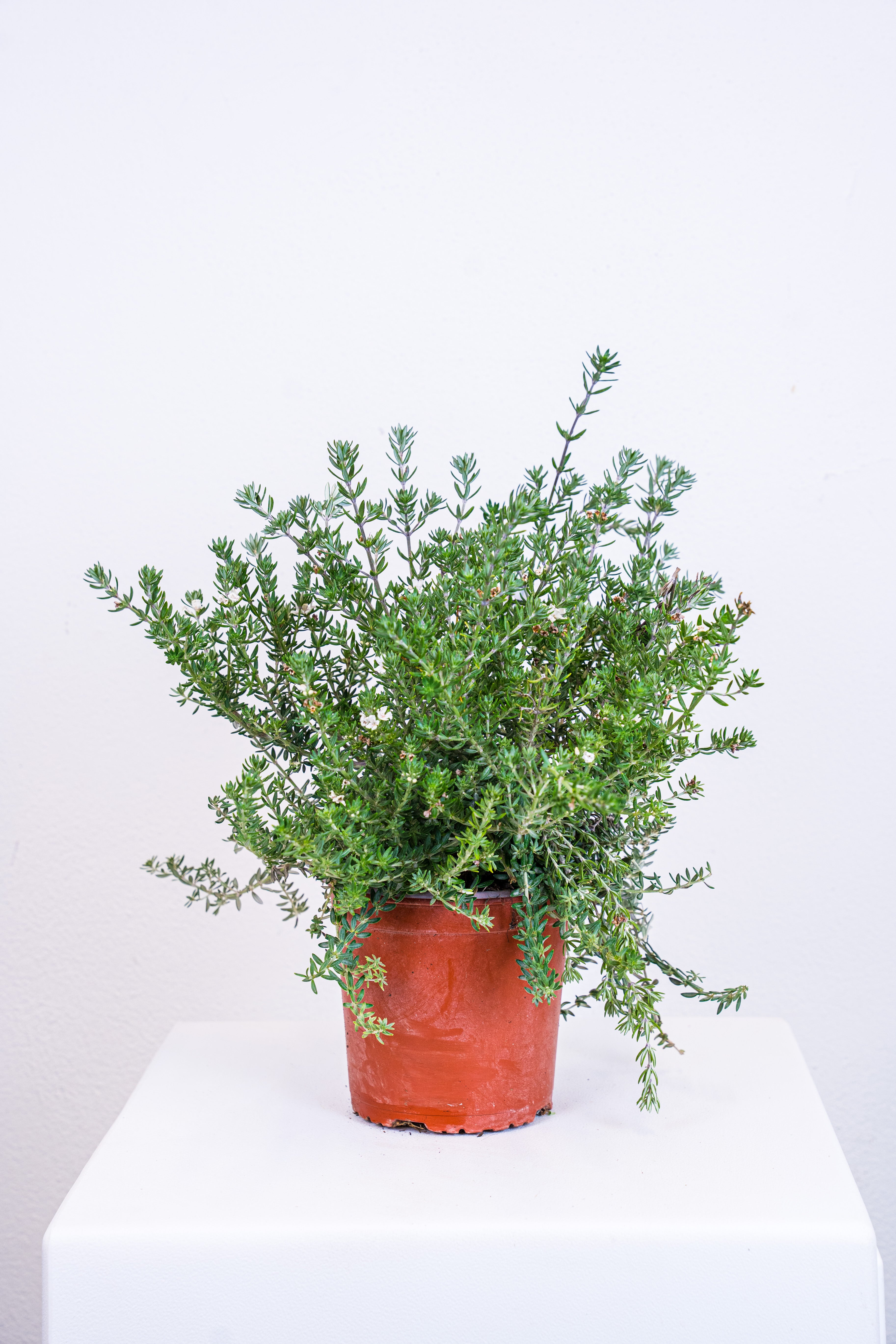 Westringia fruticosa sempreverde