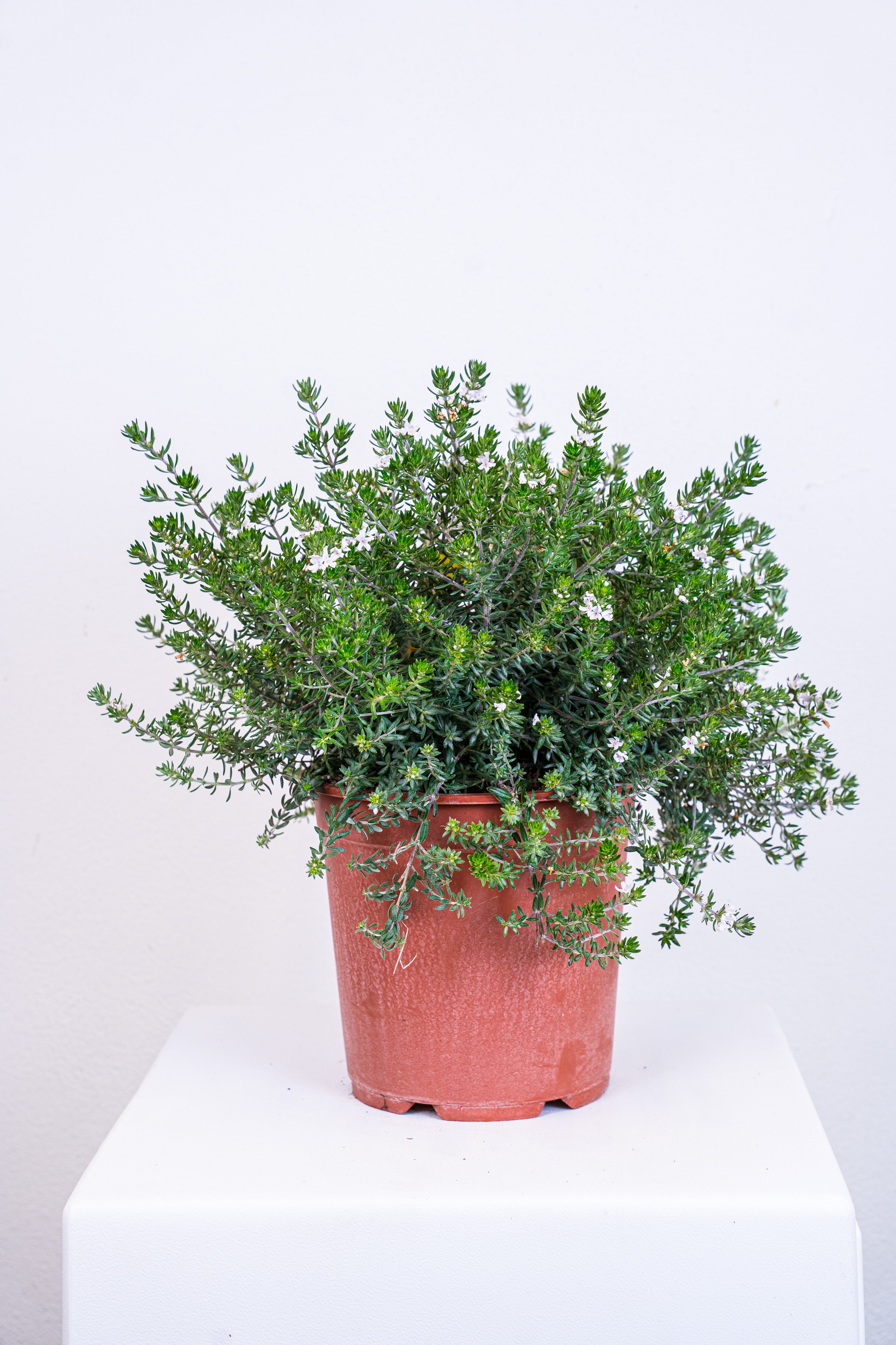 Westringia fruticosa sempreverde