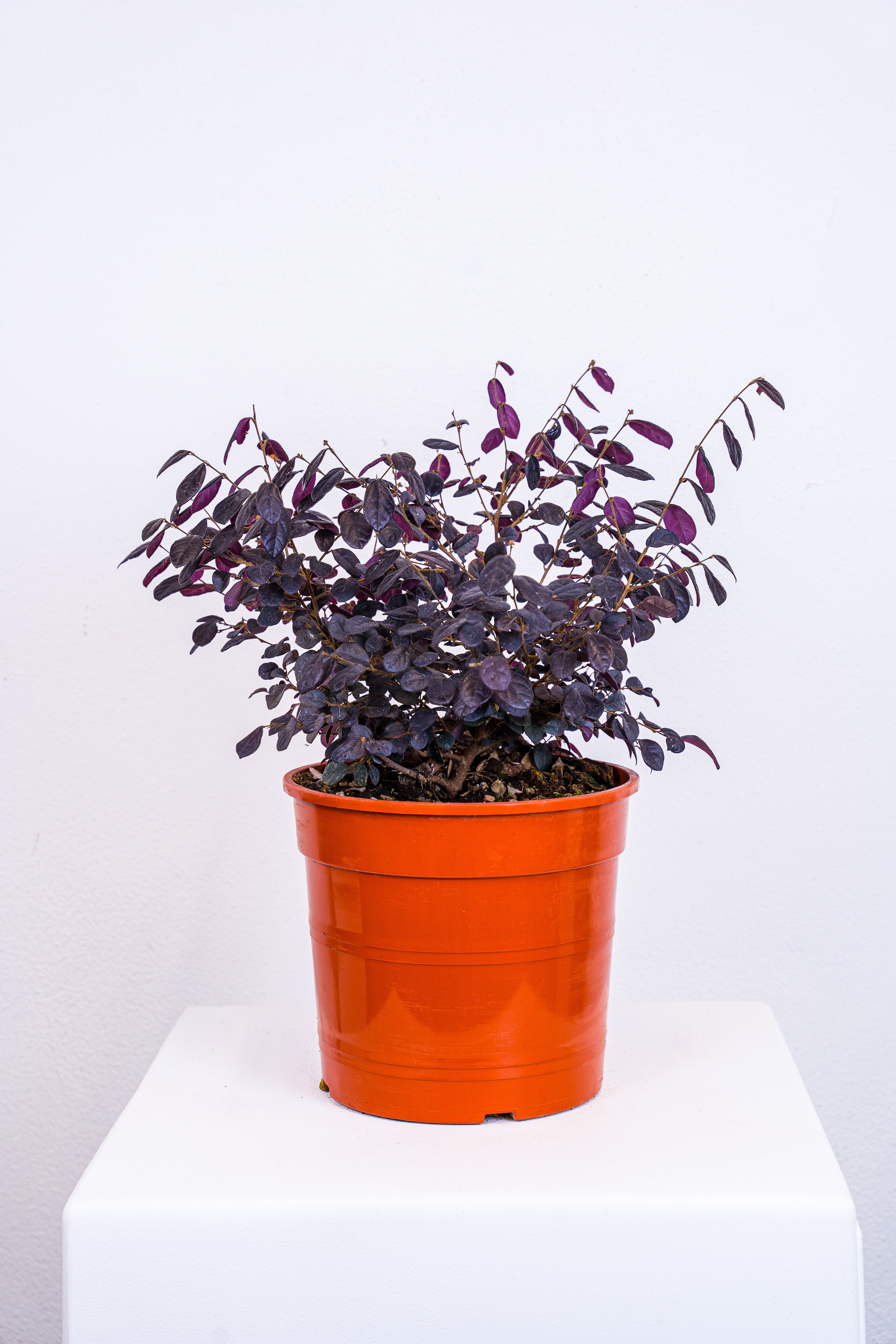 Loropetalum chinense