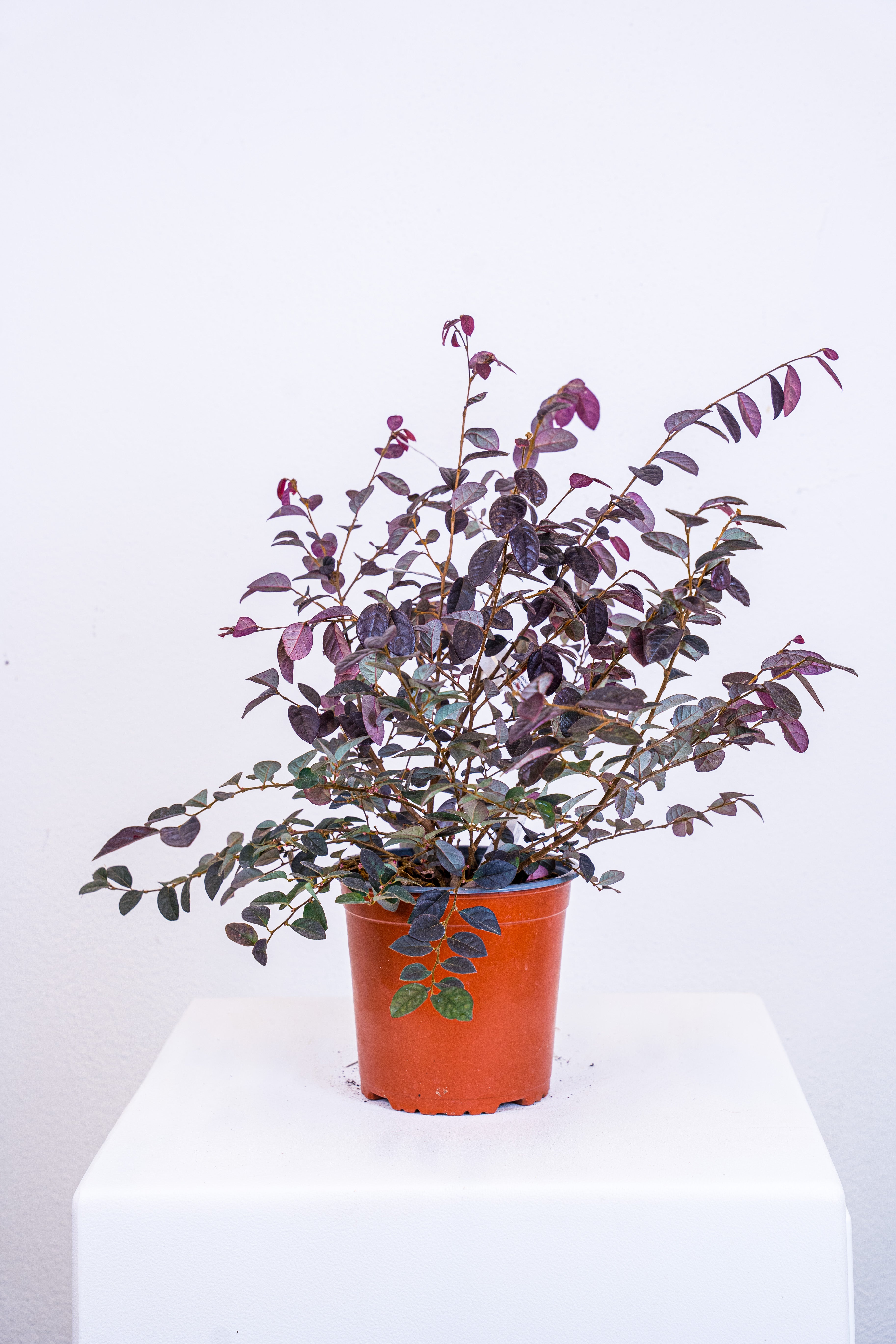 Loropetalum chinense