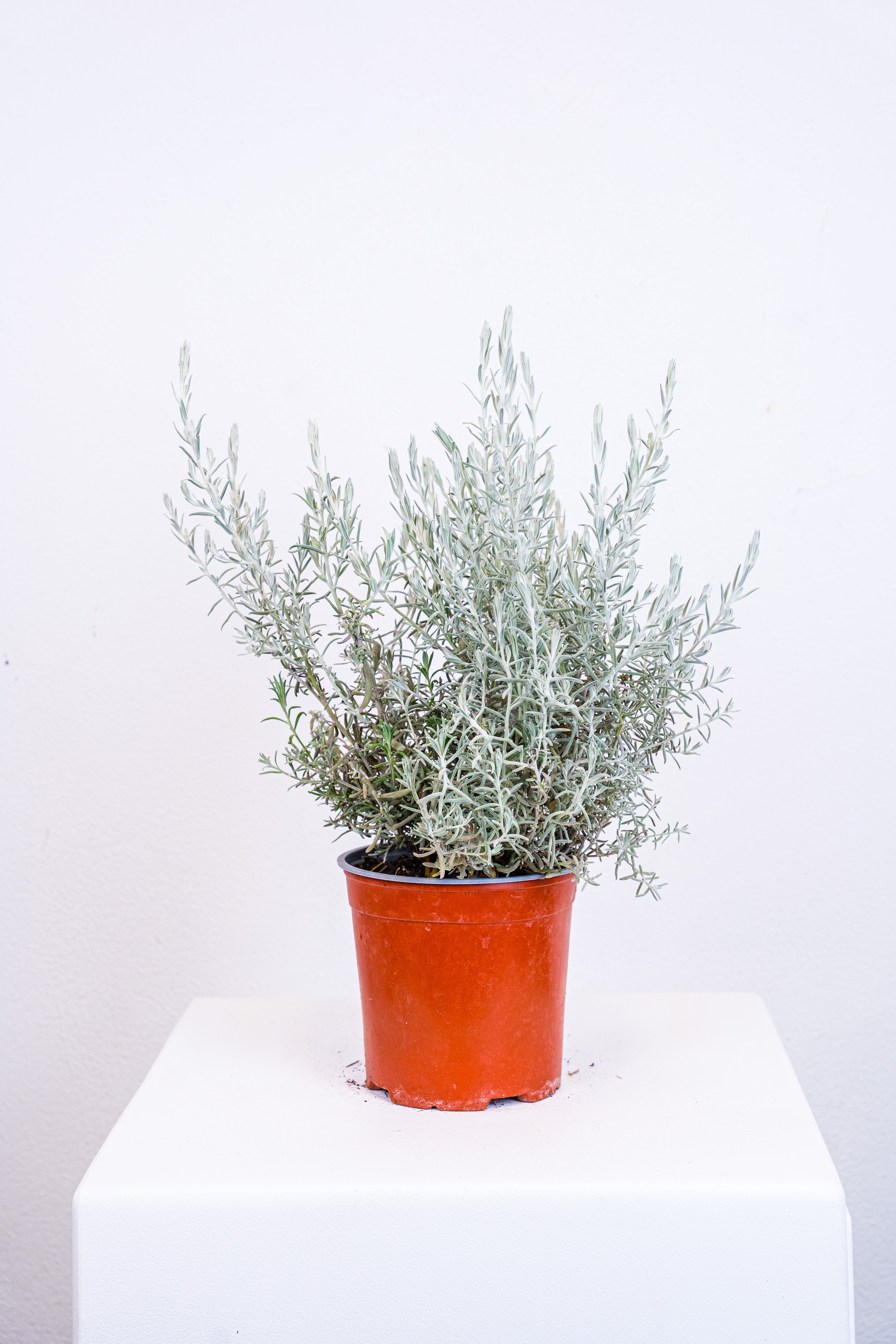 Eremophila Nivea