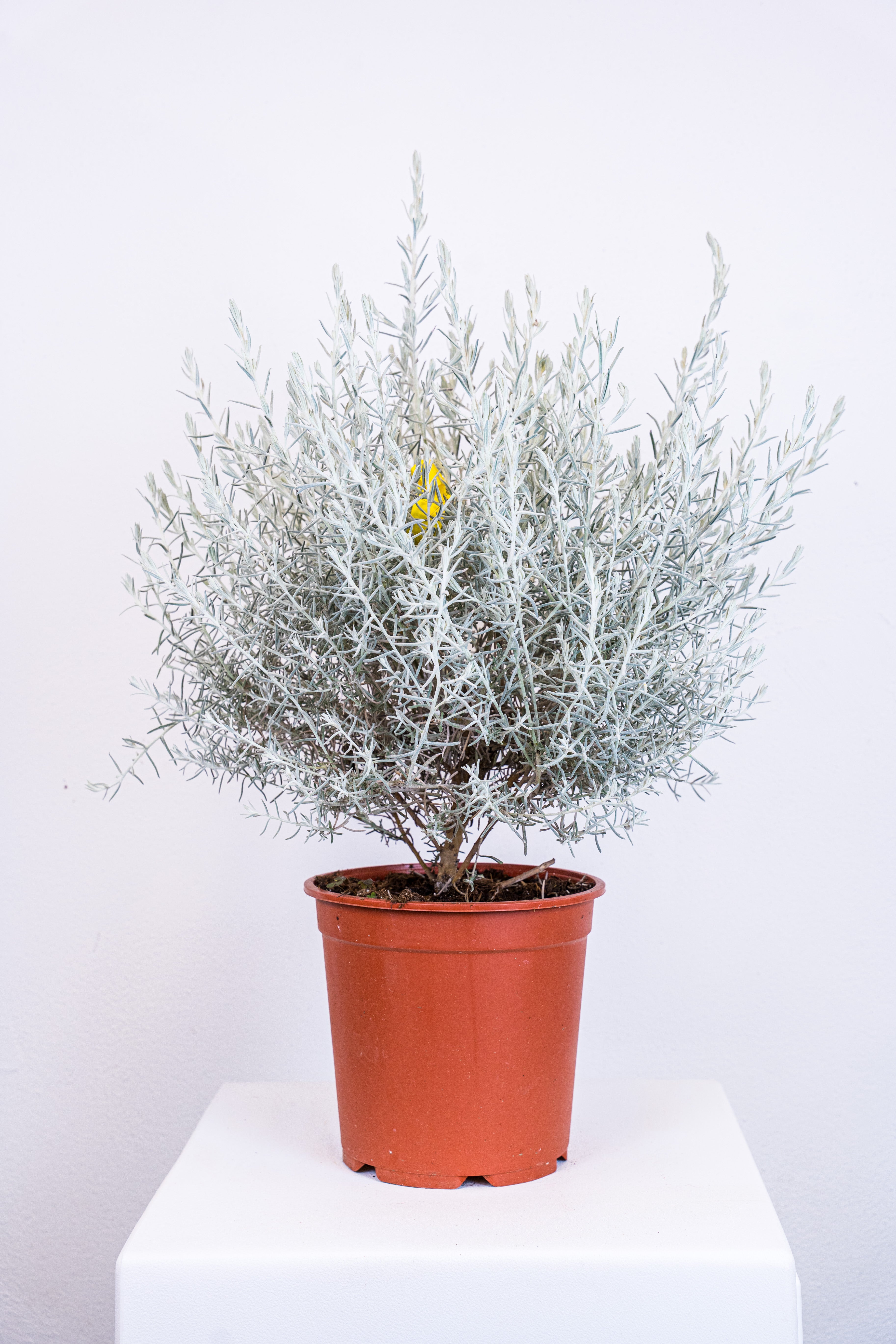 Eremophila Nivea