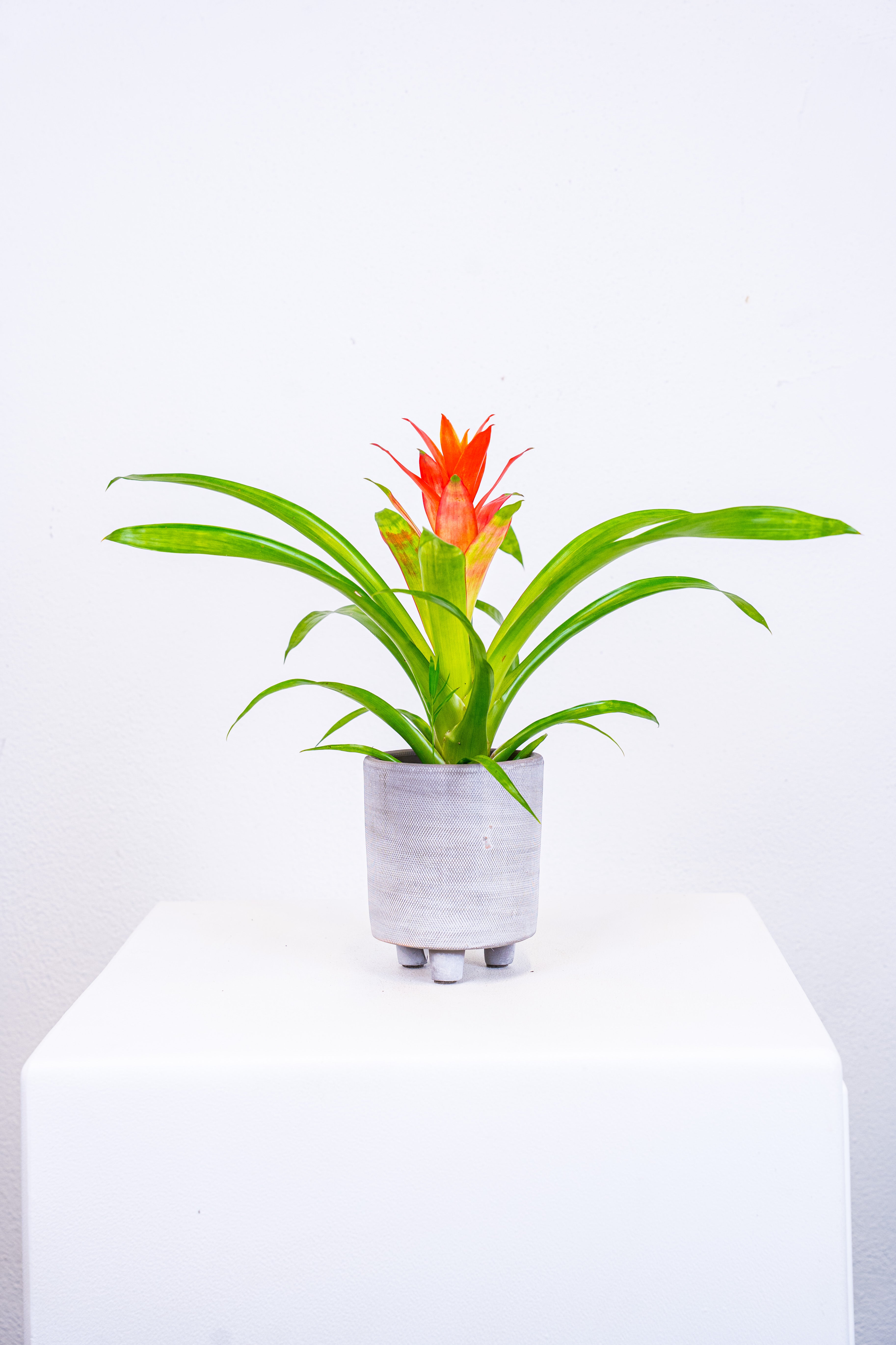 Guzmania