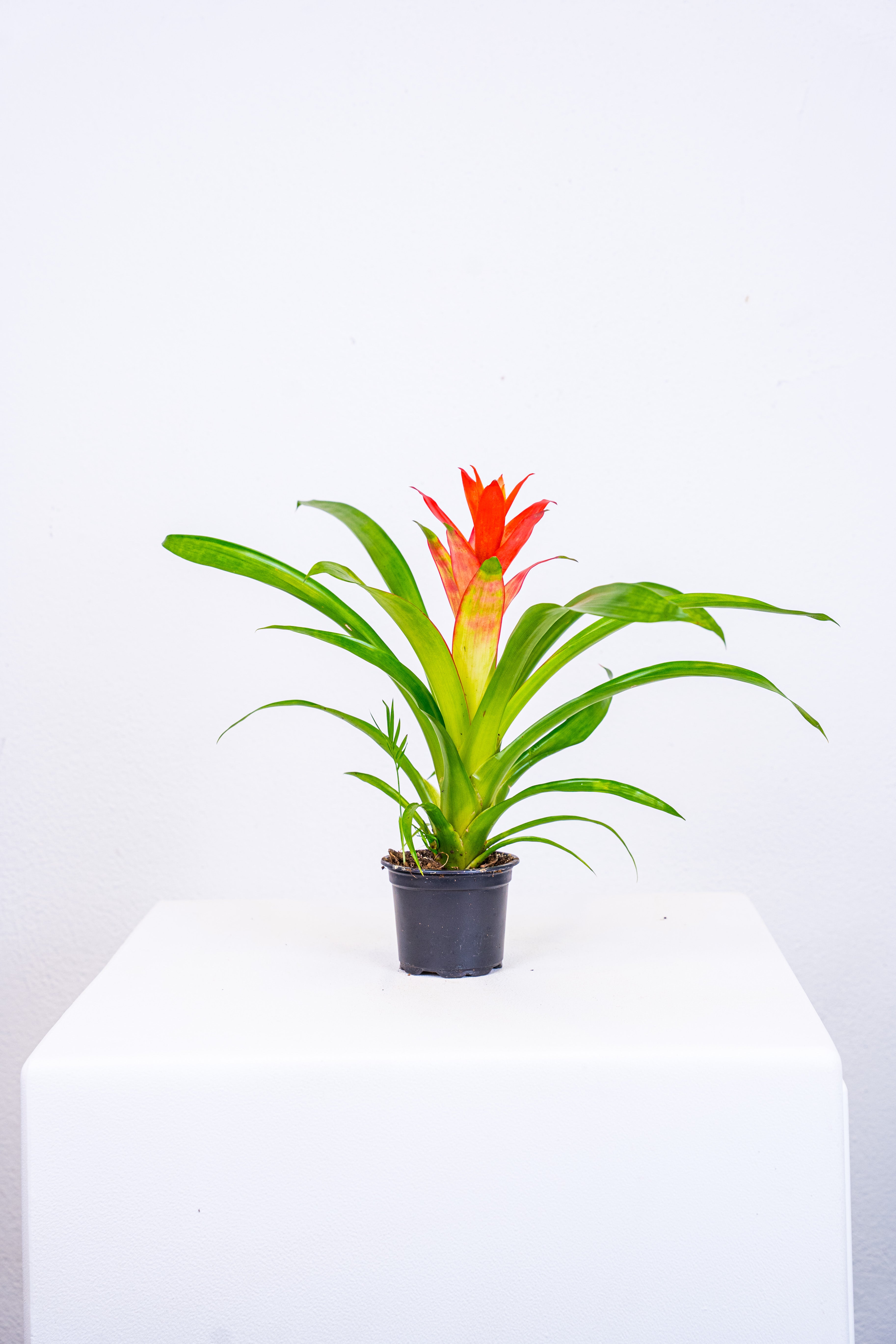 Guzmania
