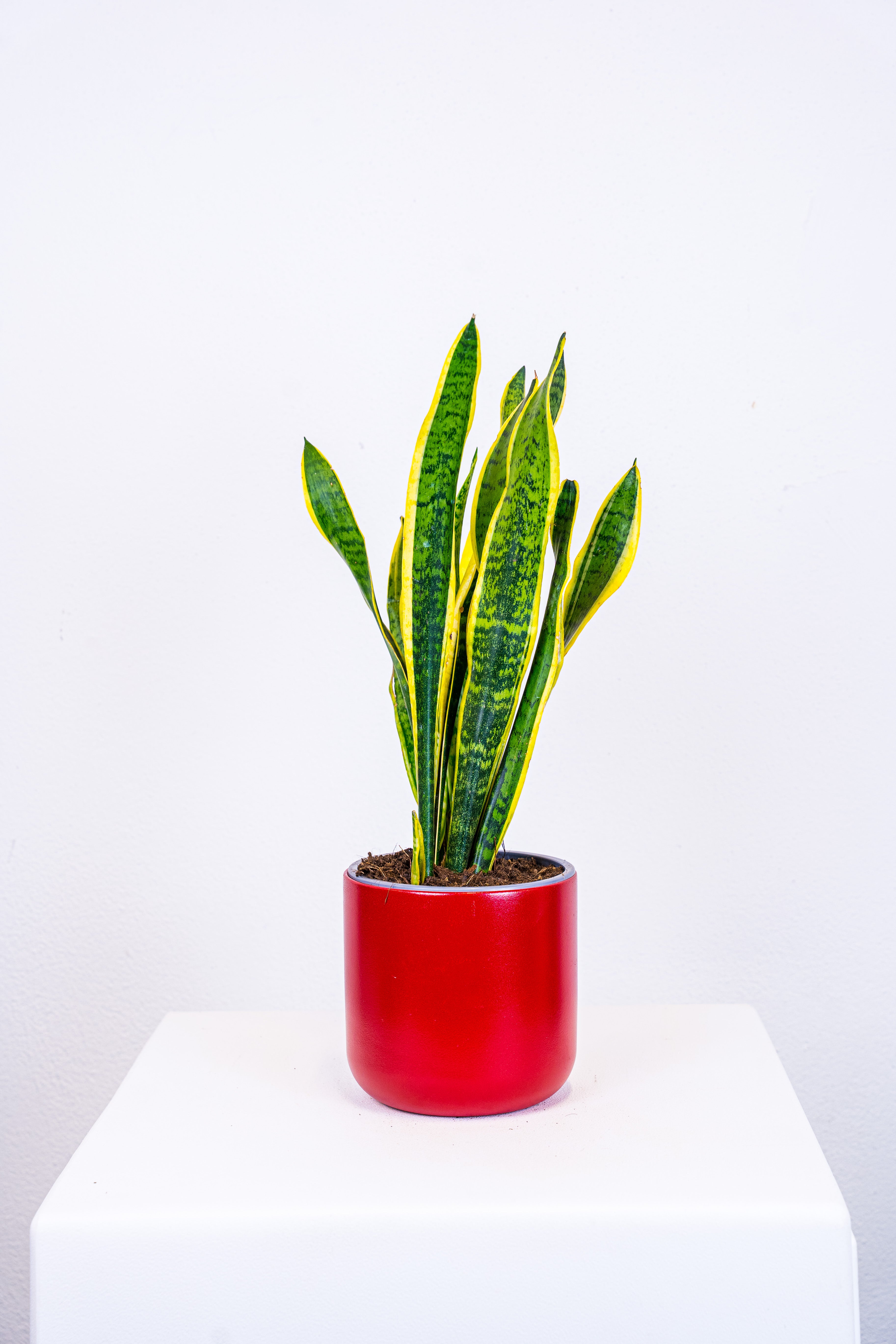 Sanseveria fasciata