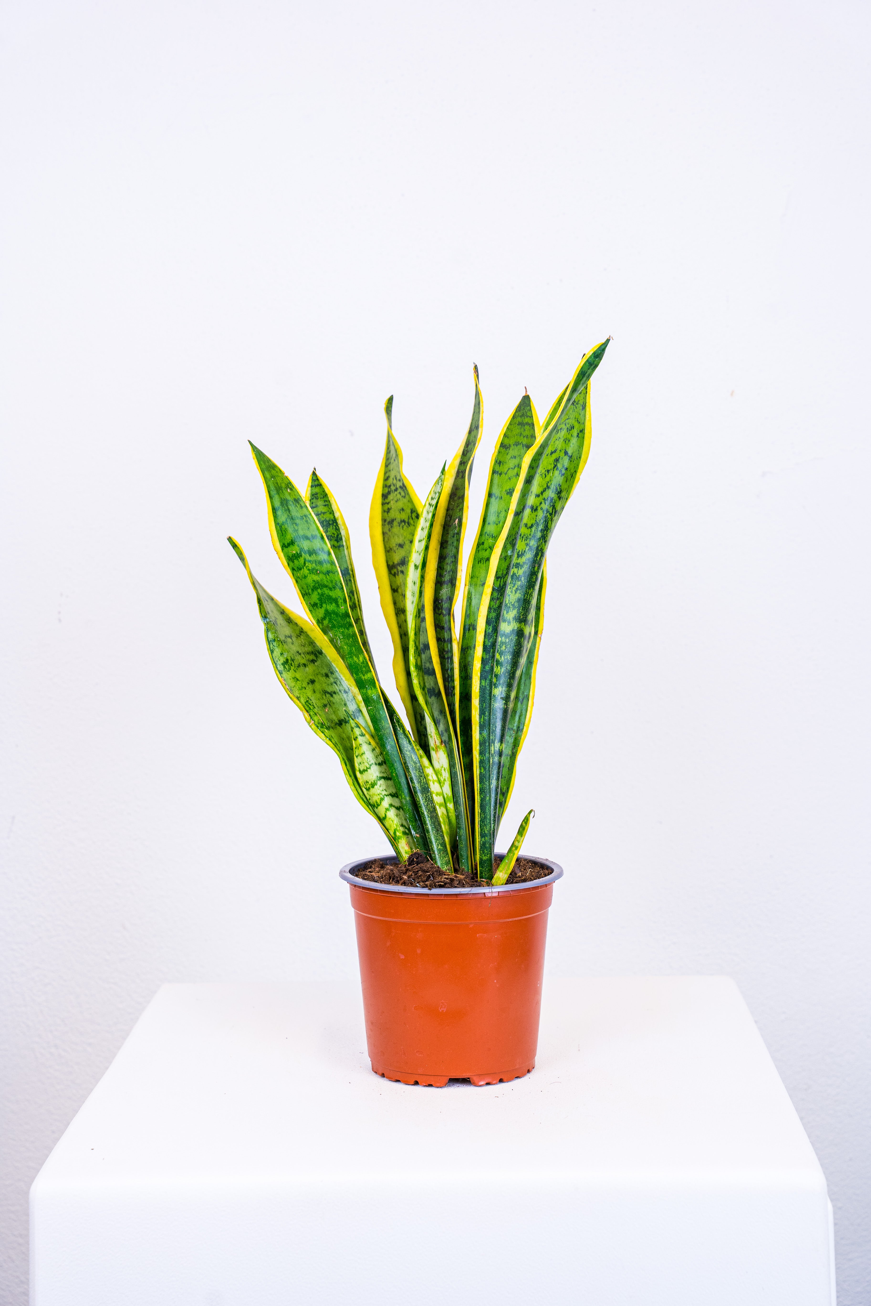 Sanseveria fasciata