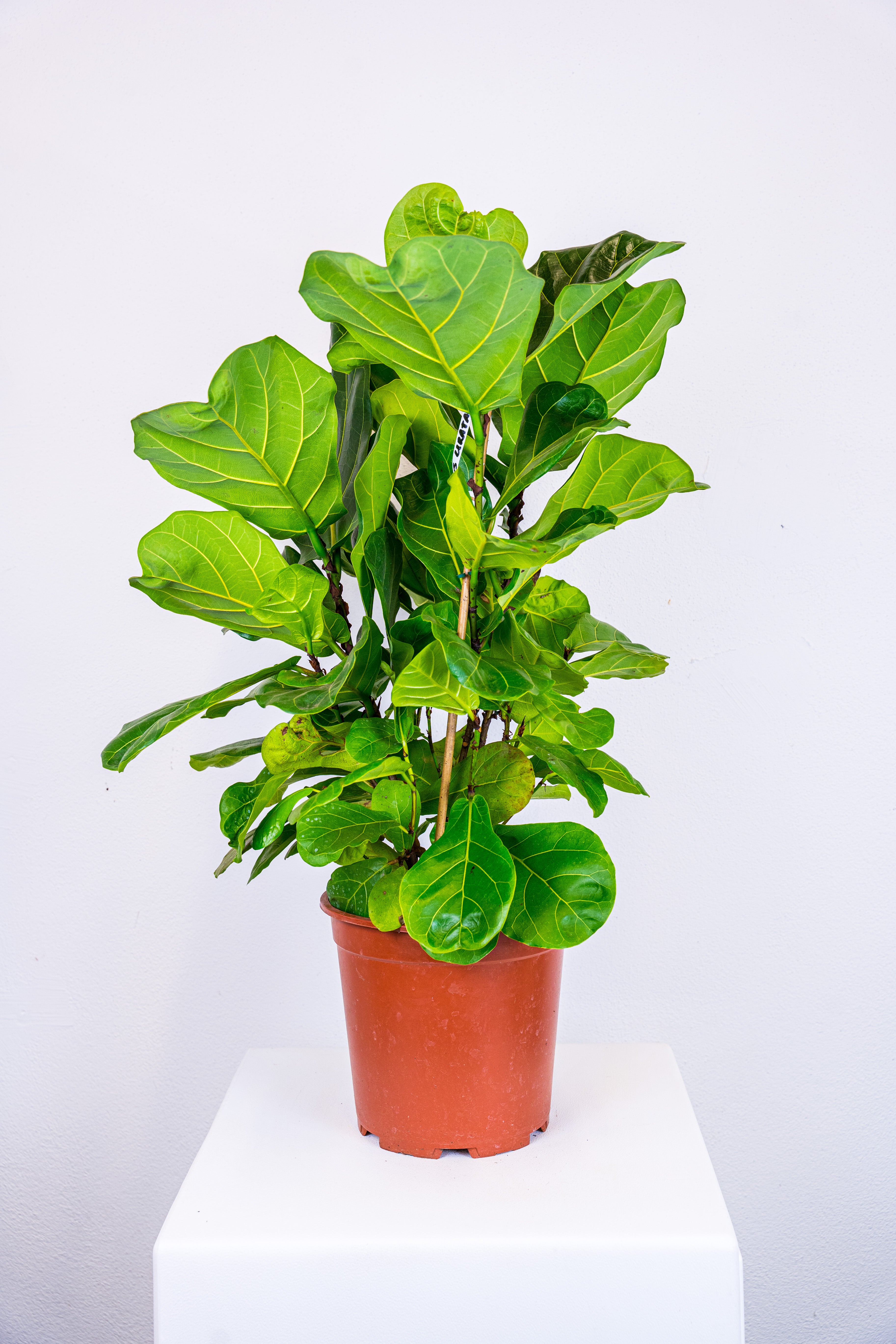 Ficus lirata