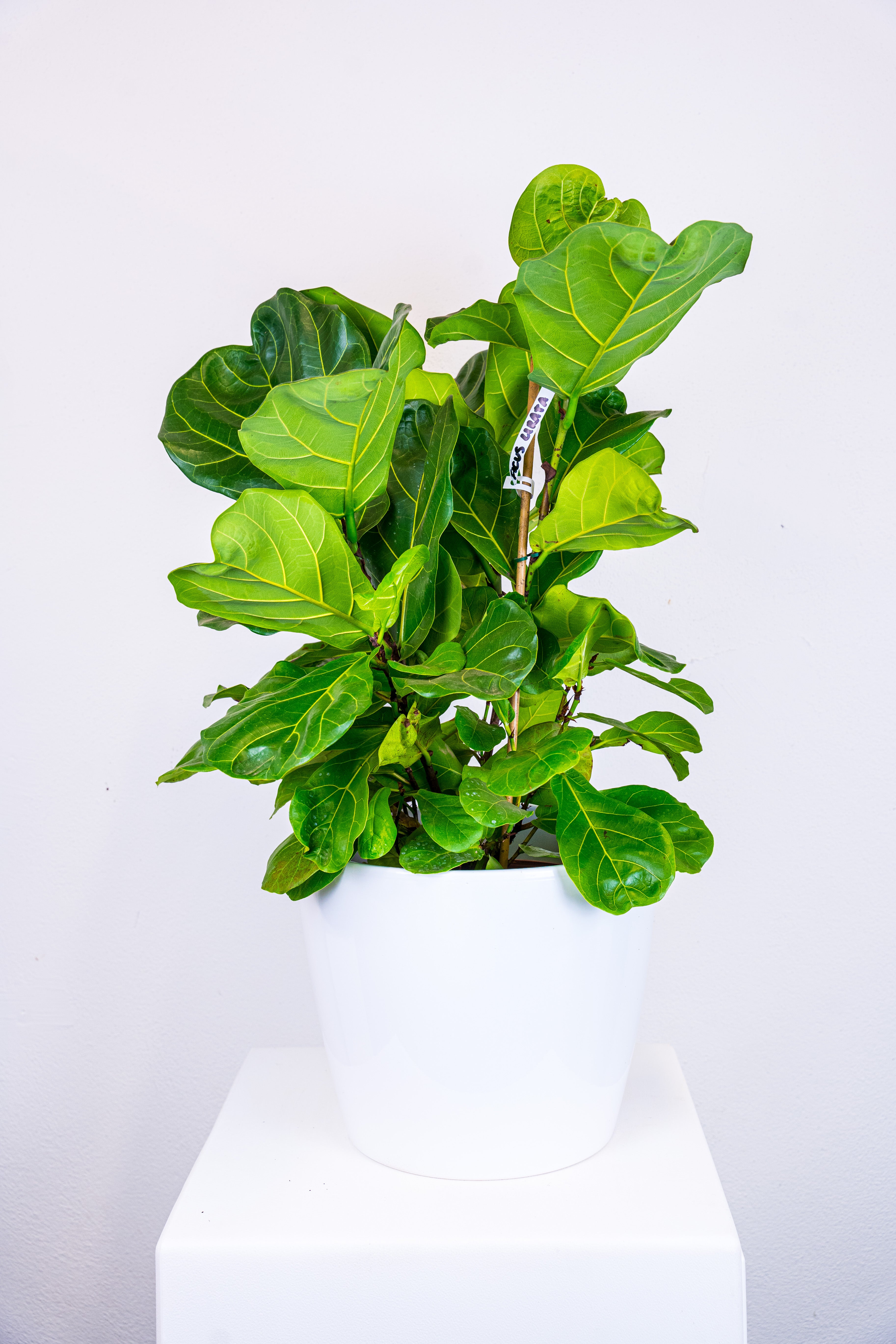 Ficus lirata