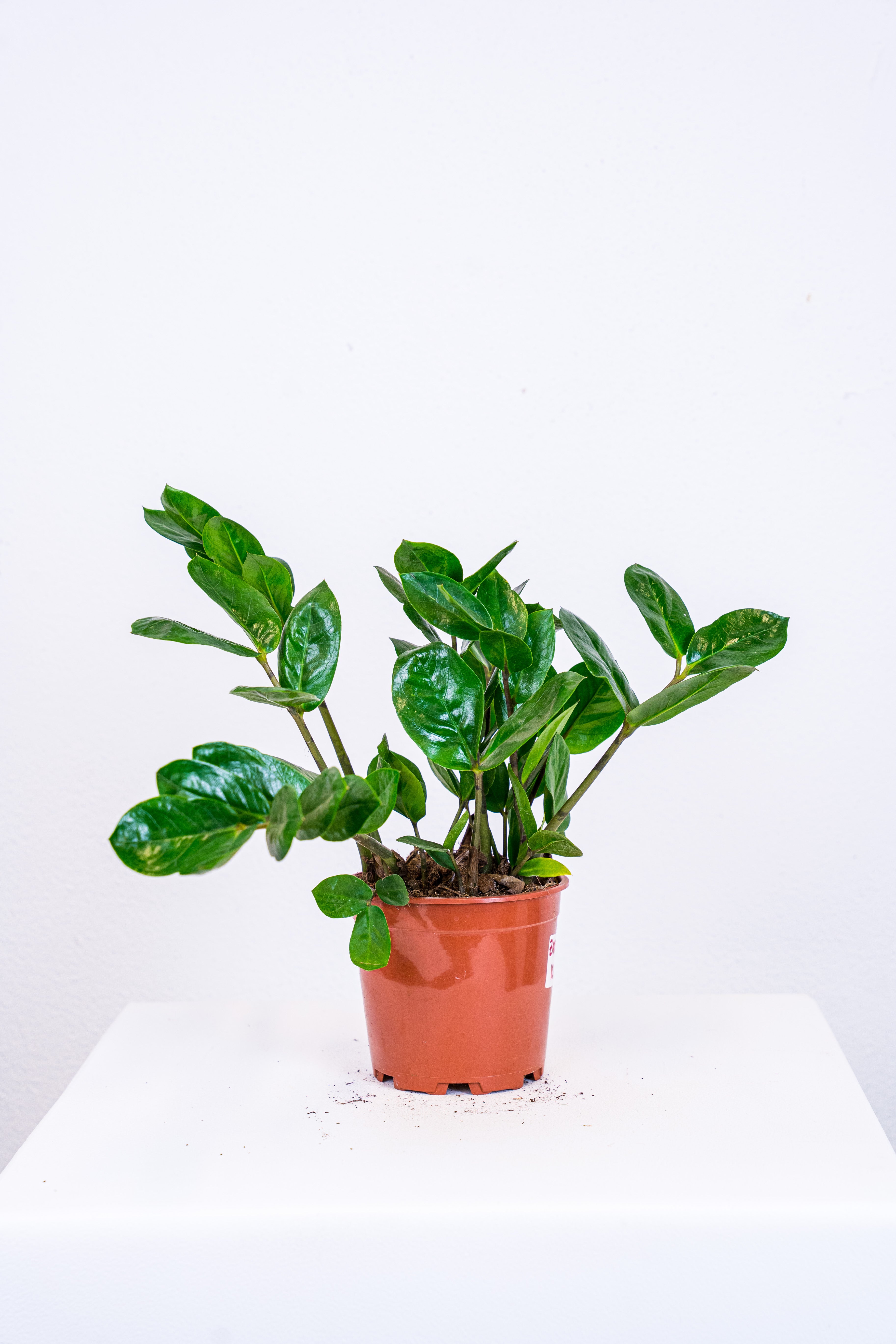 Zamyoculcas pianta di padre pio