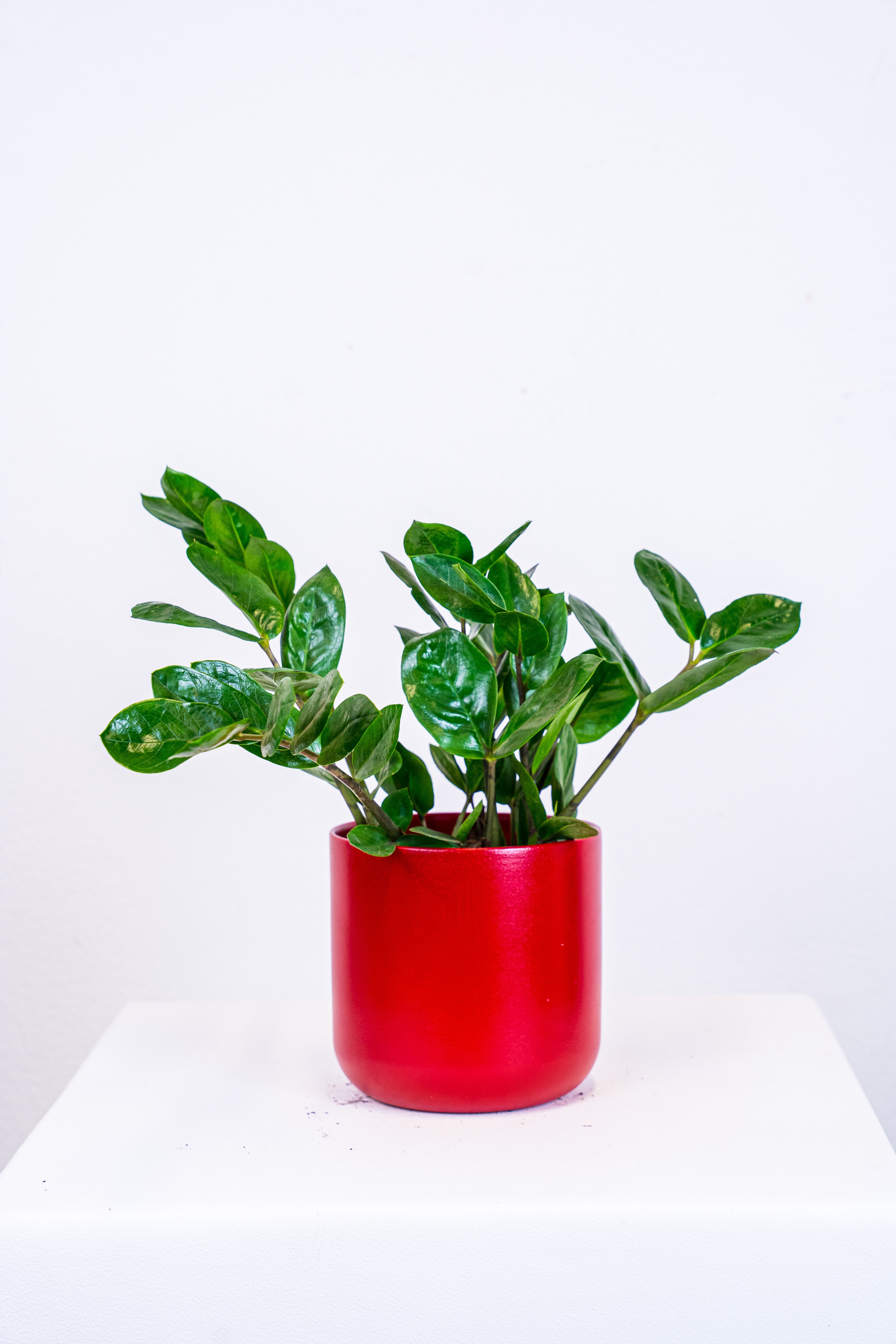 Zamyoculcas pianta di padre pio