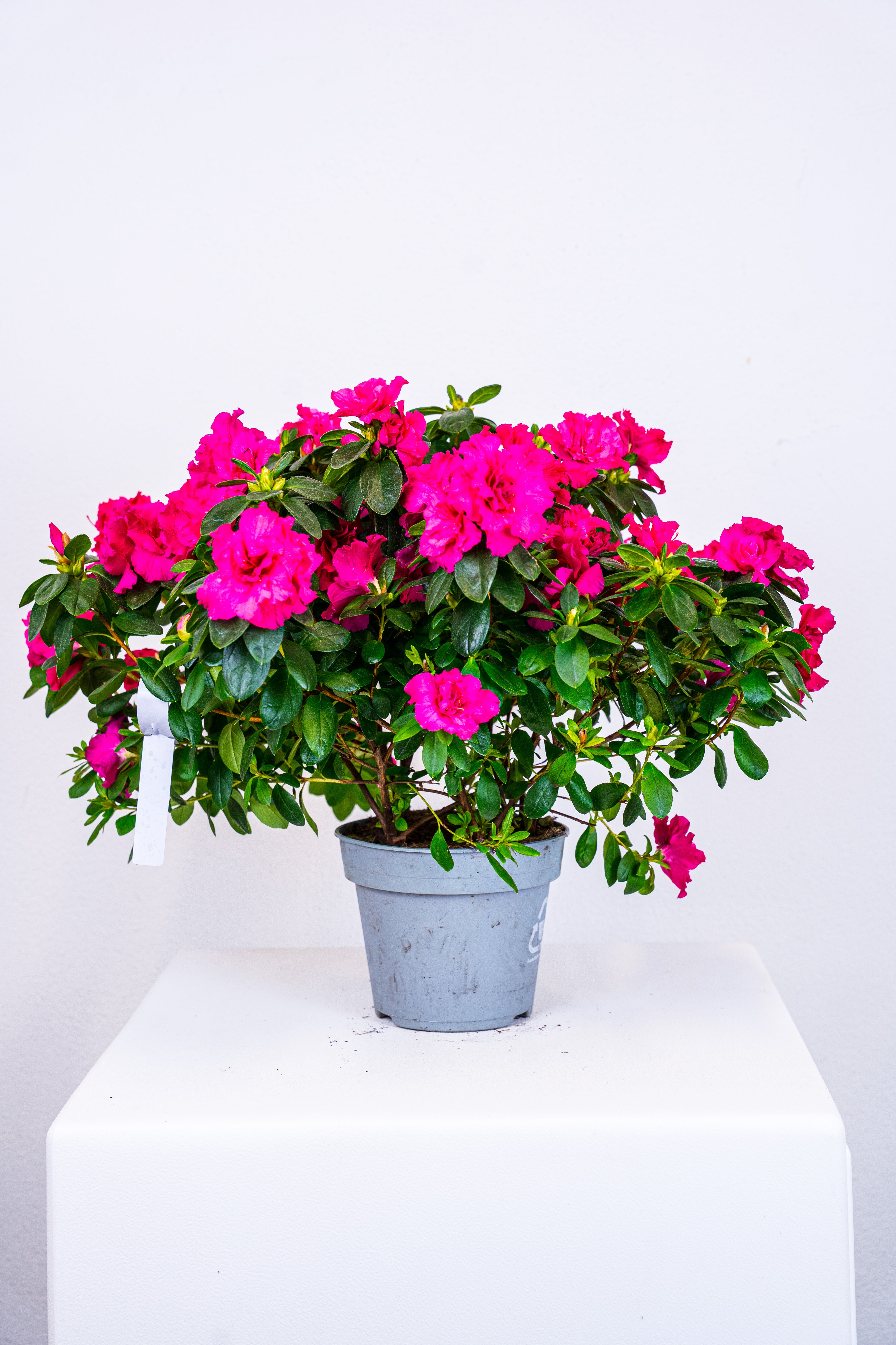 Azalea