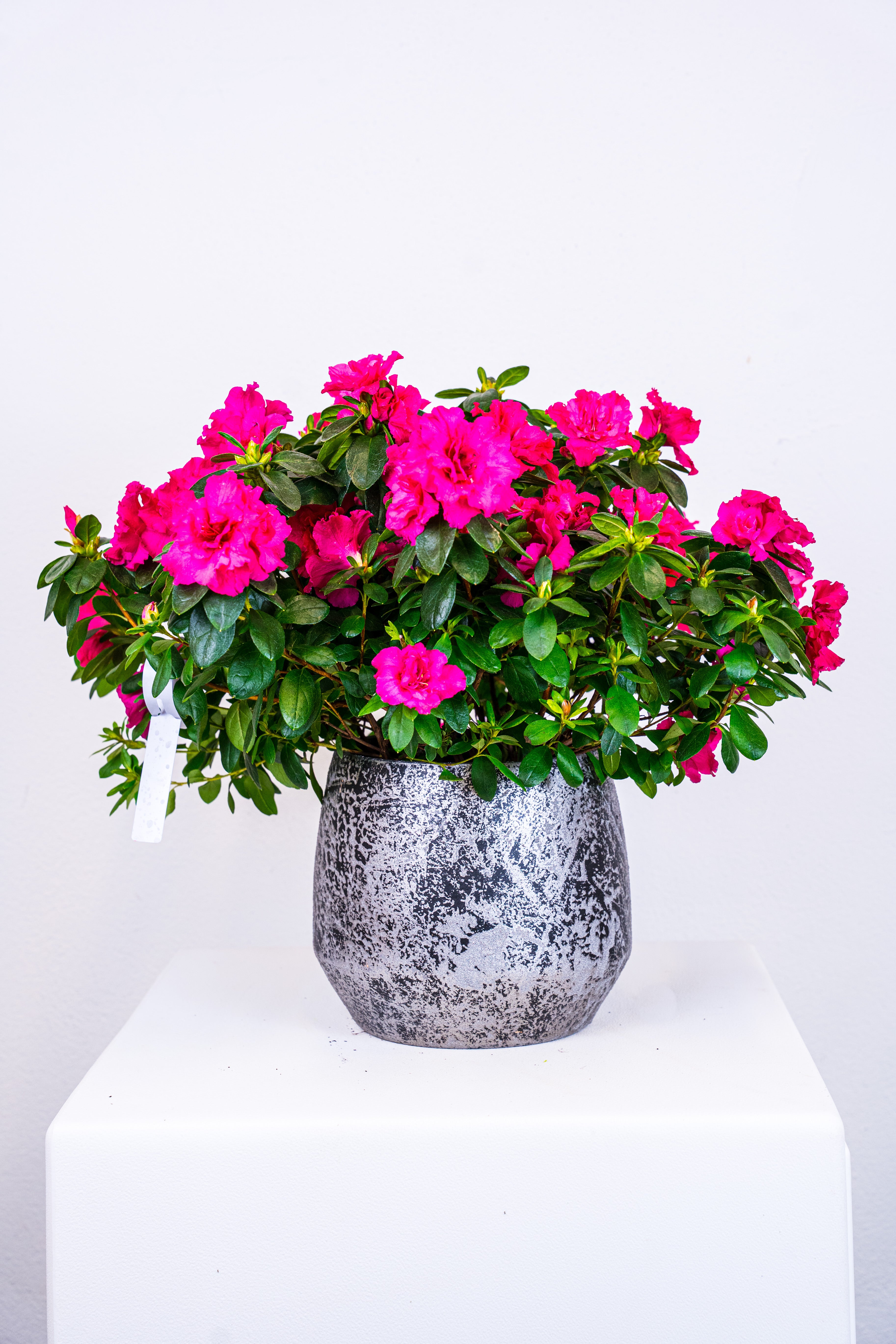 Azalea