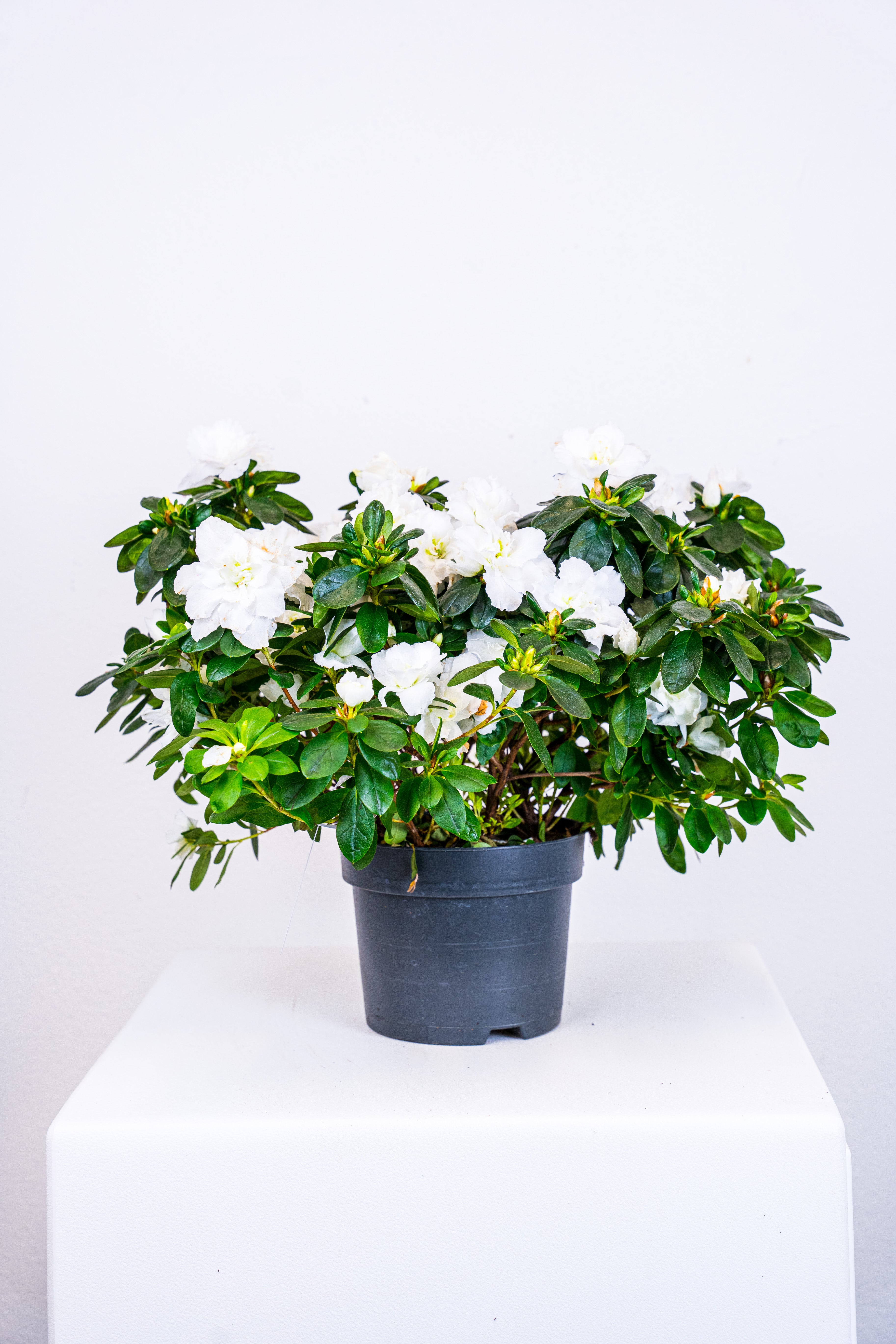 Azalea