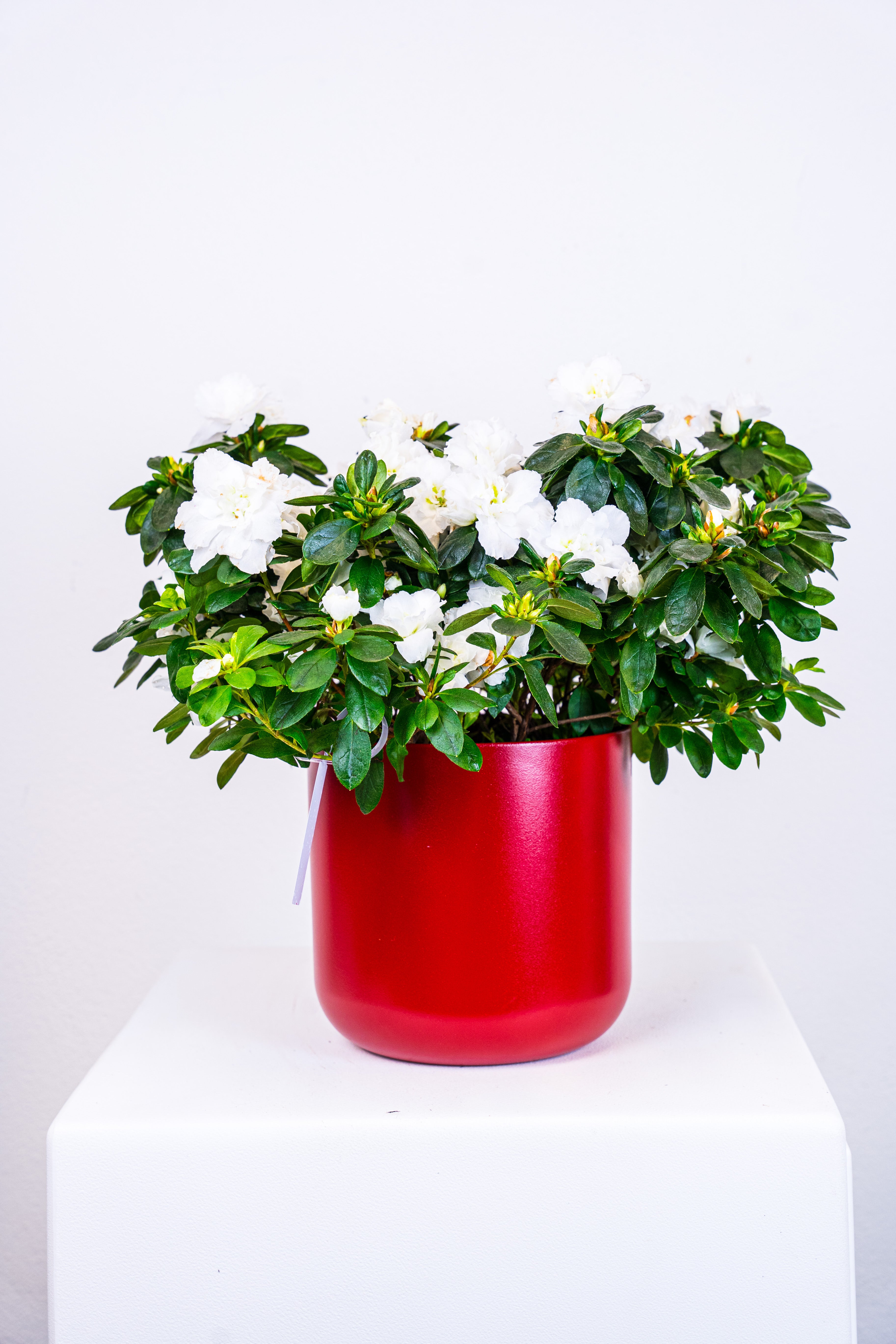 Azalea