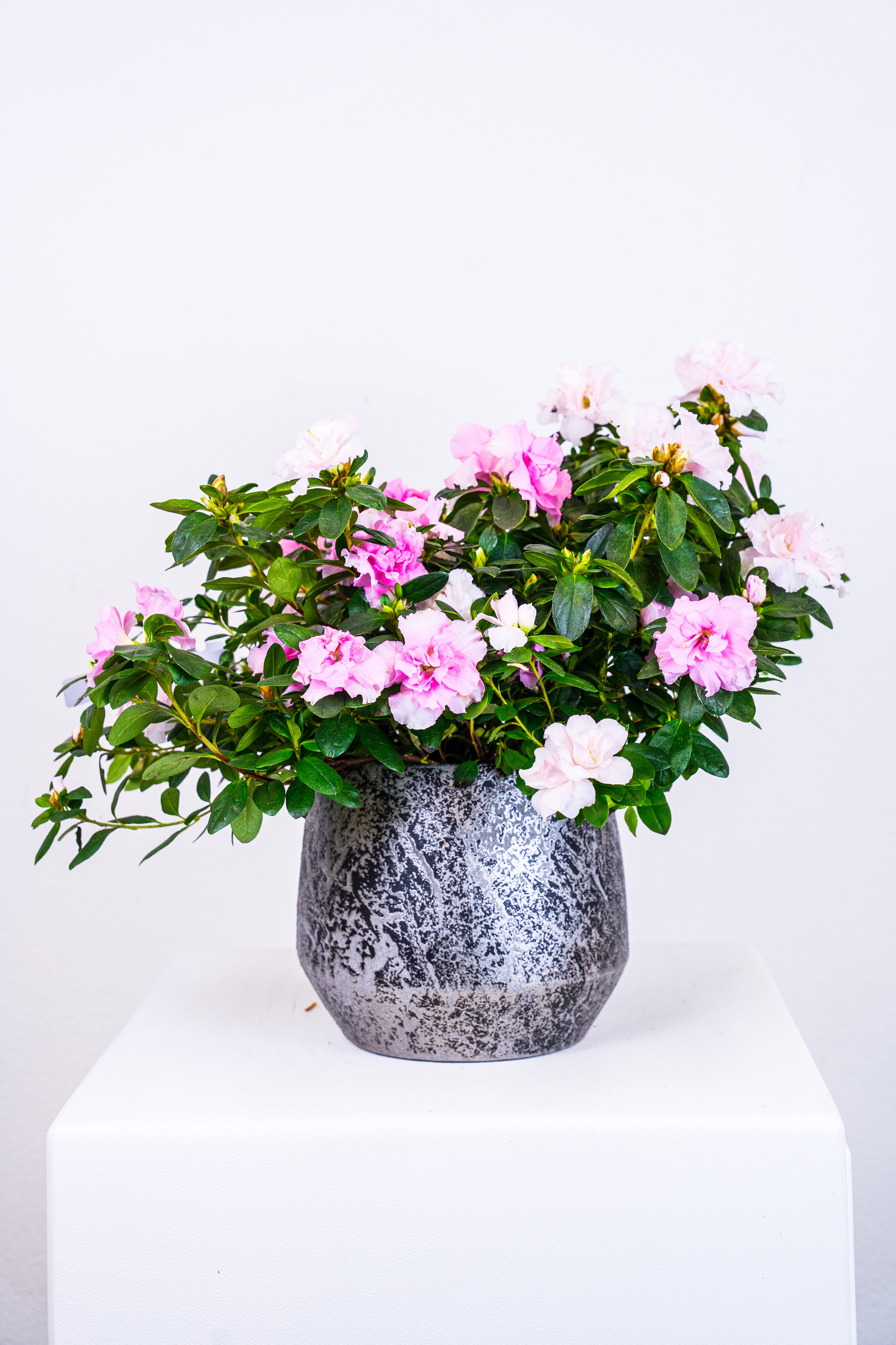 Azalea