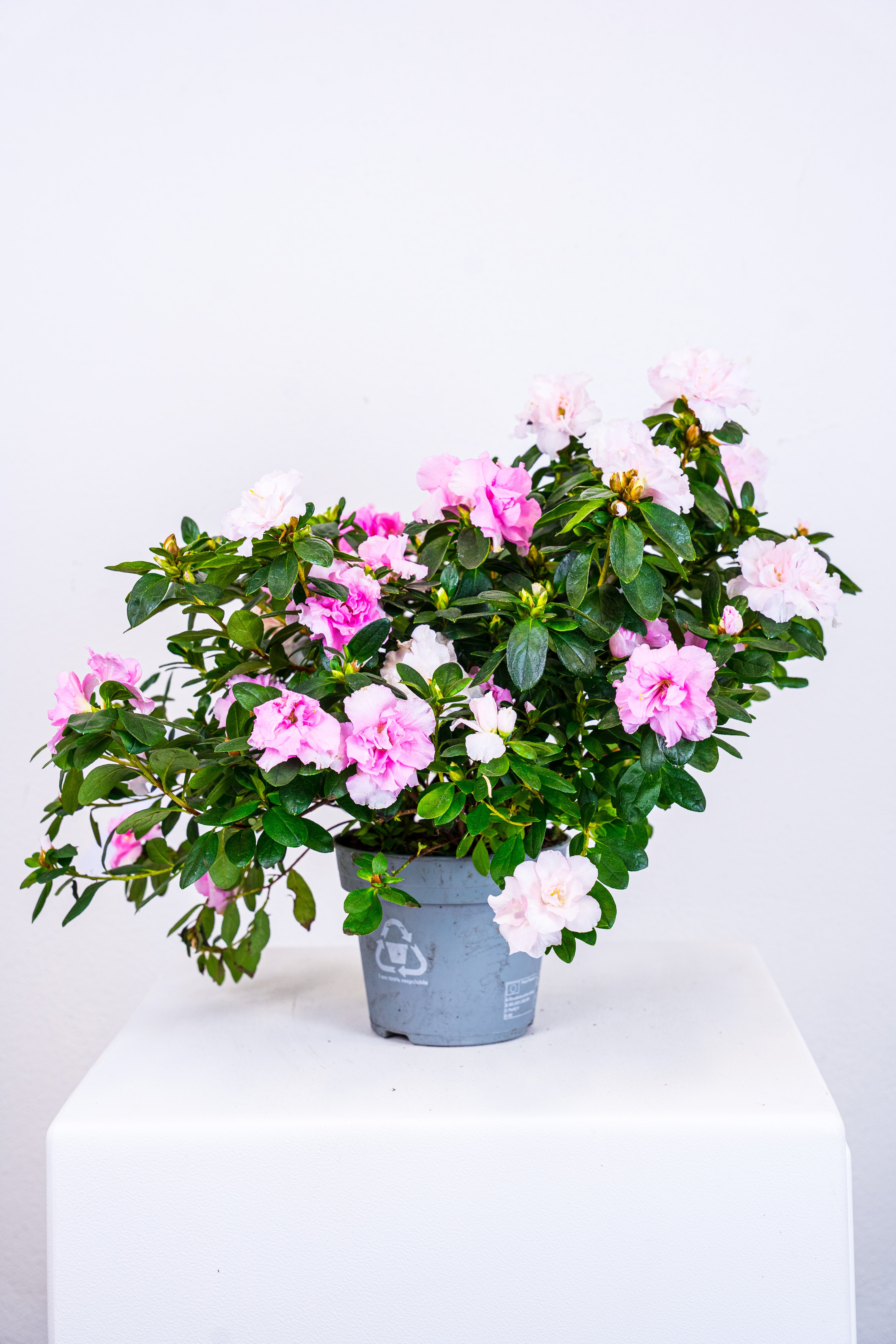Azalea