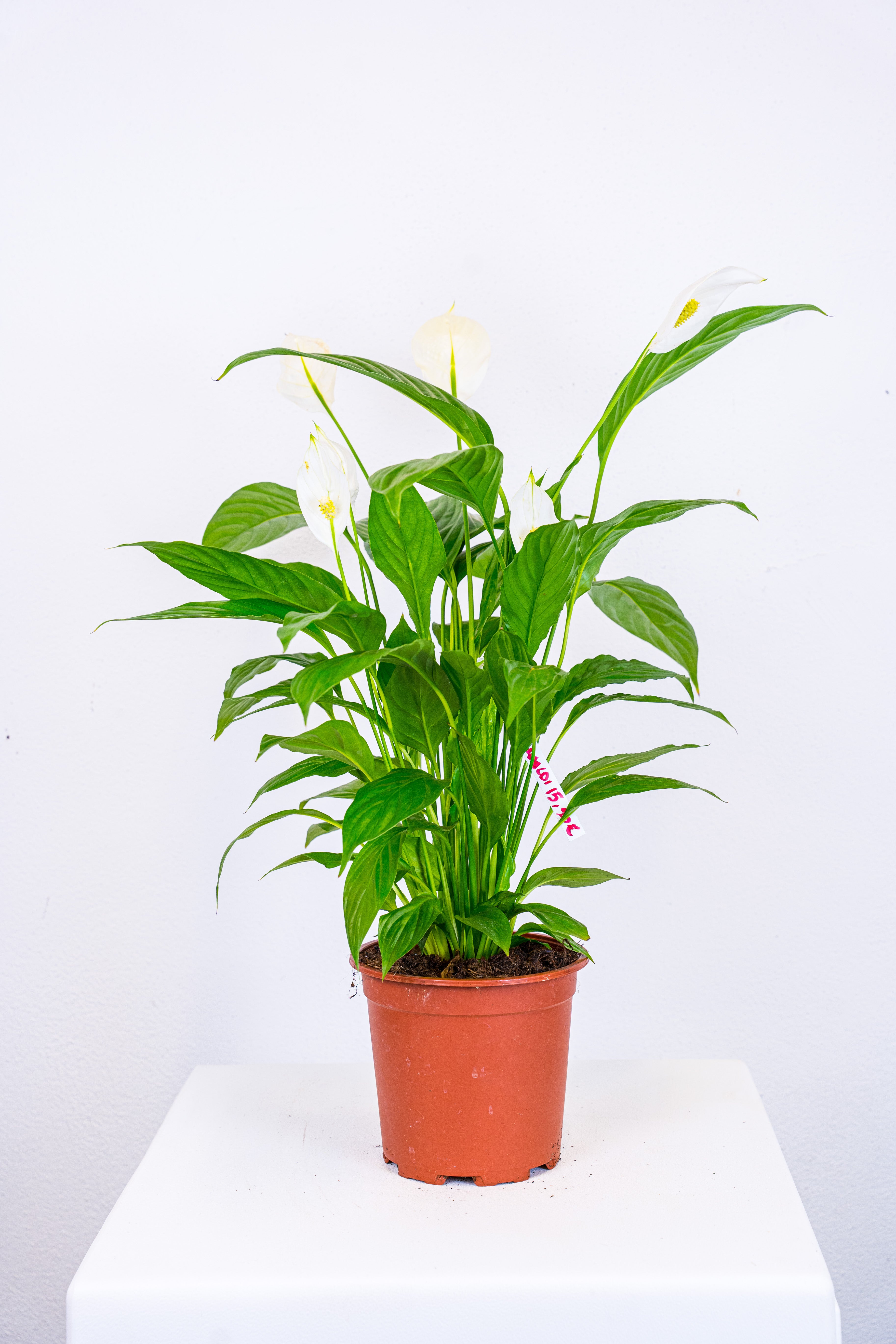 Anthurium