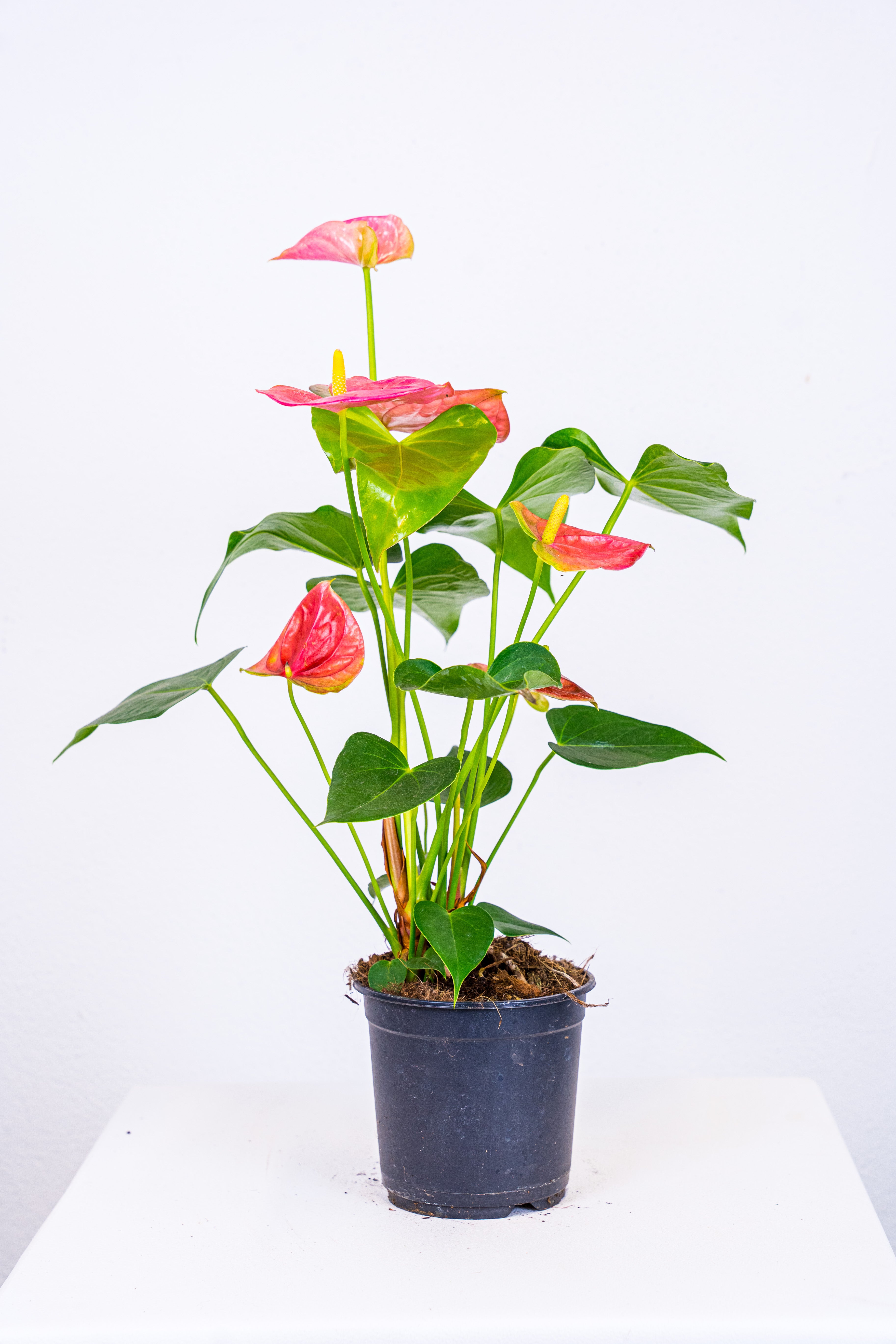 Anthurium