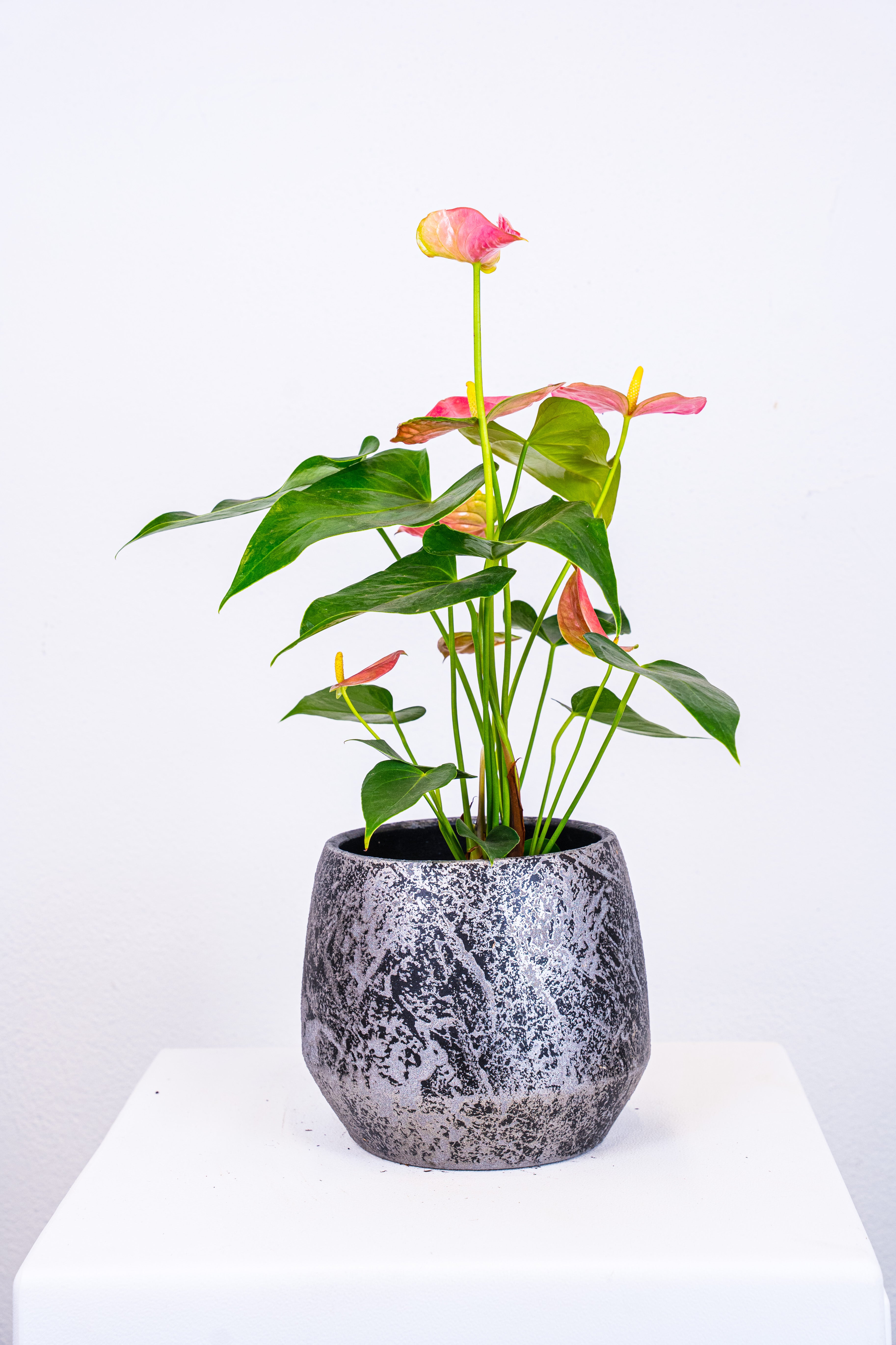 Anthurium