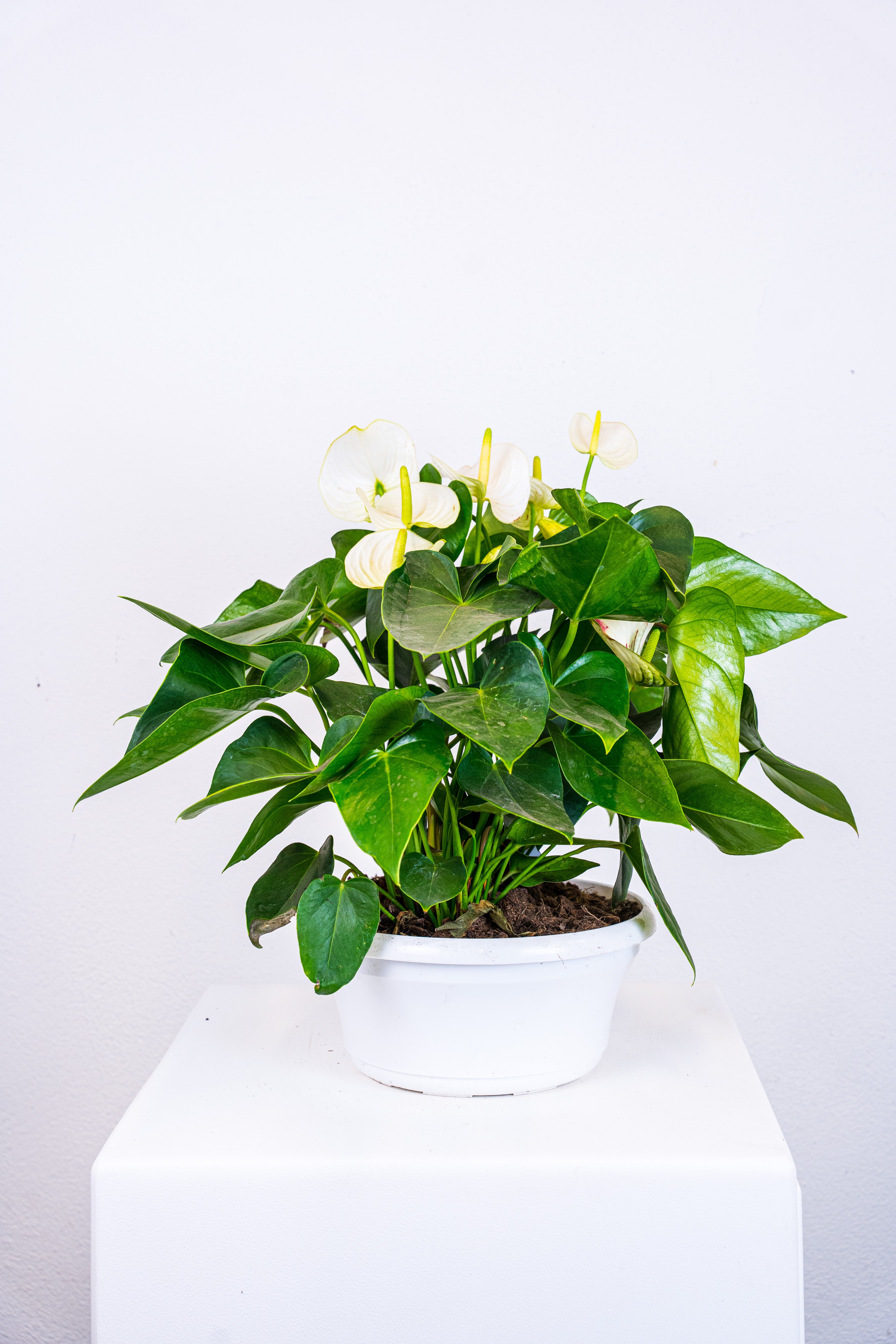 Anthurium ciotole