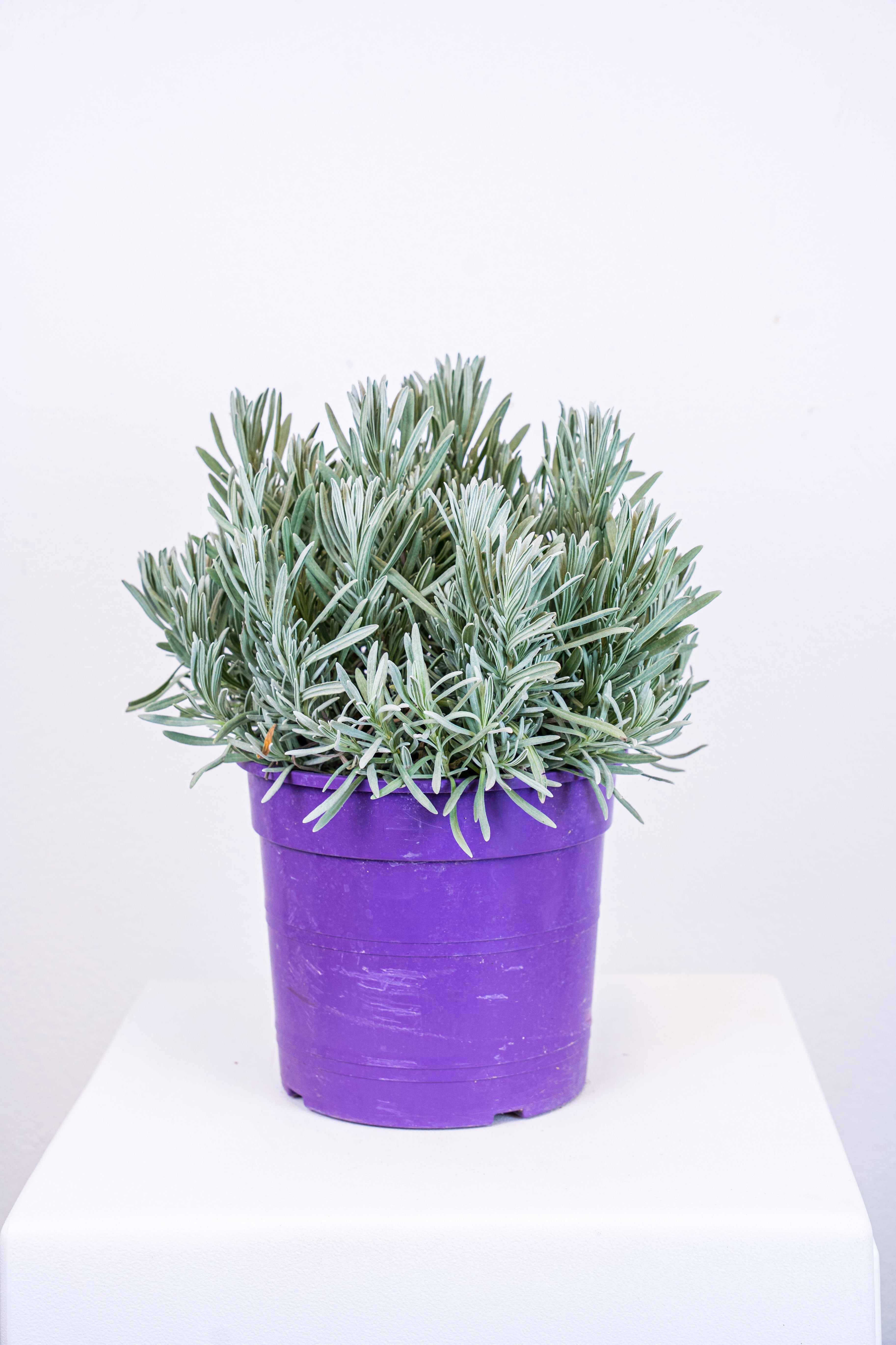Lavanda angustifolia
