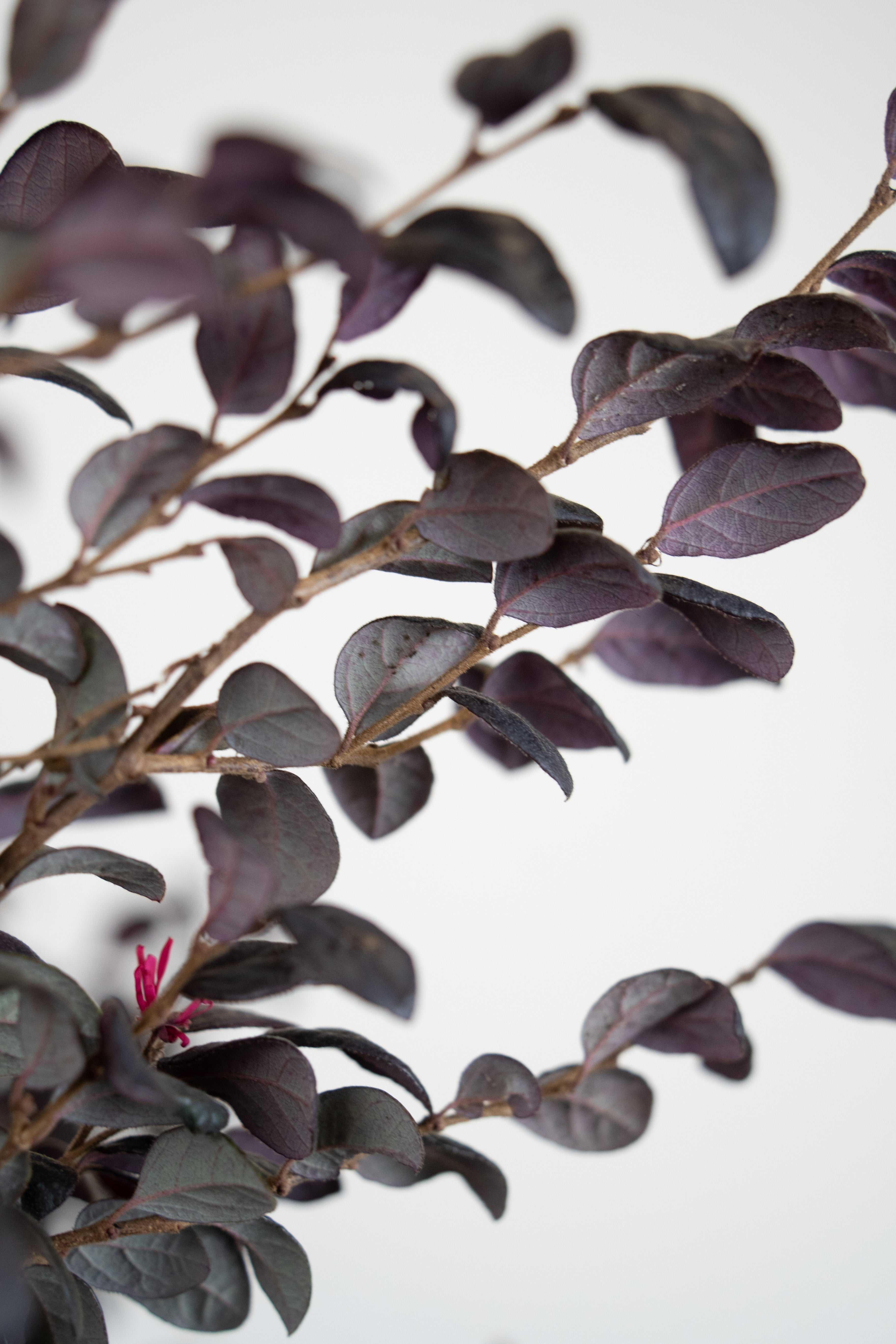 Loropetalum chinense