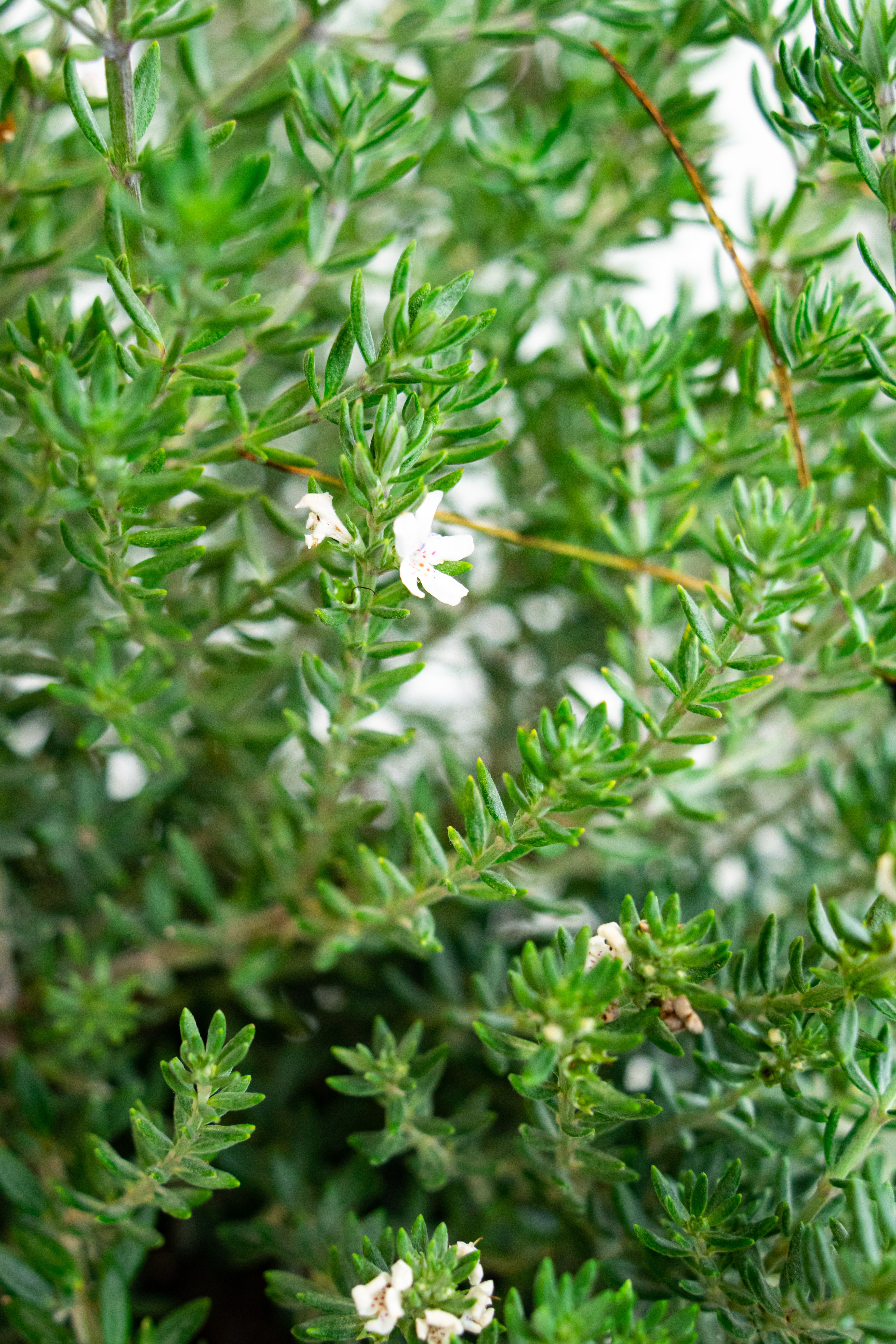 Westringia fruticosa sempreverde