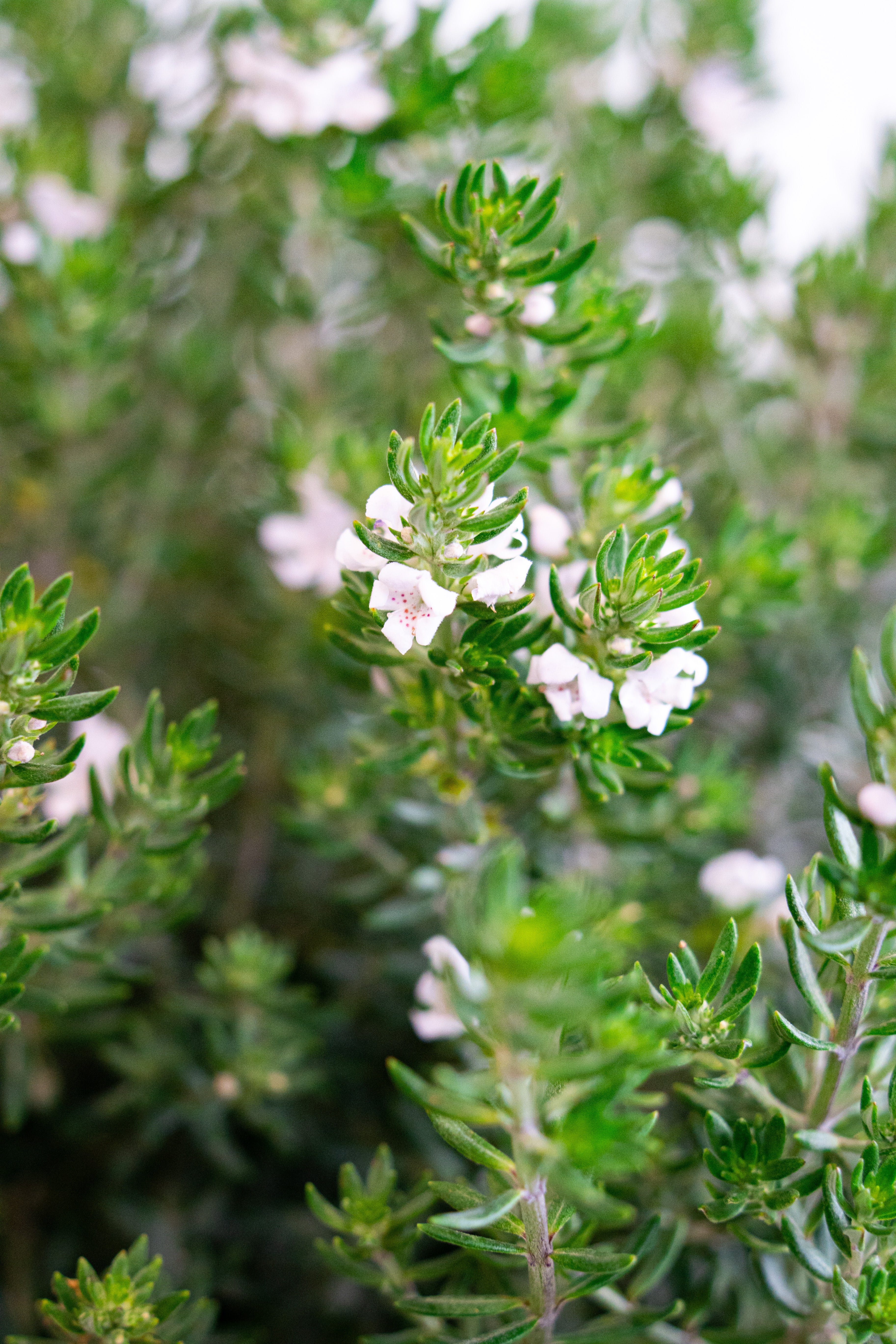 Westringia fruticosa sempreverde