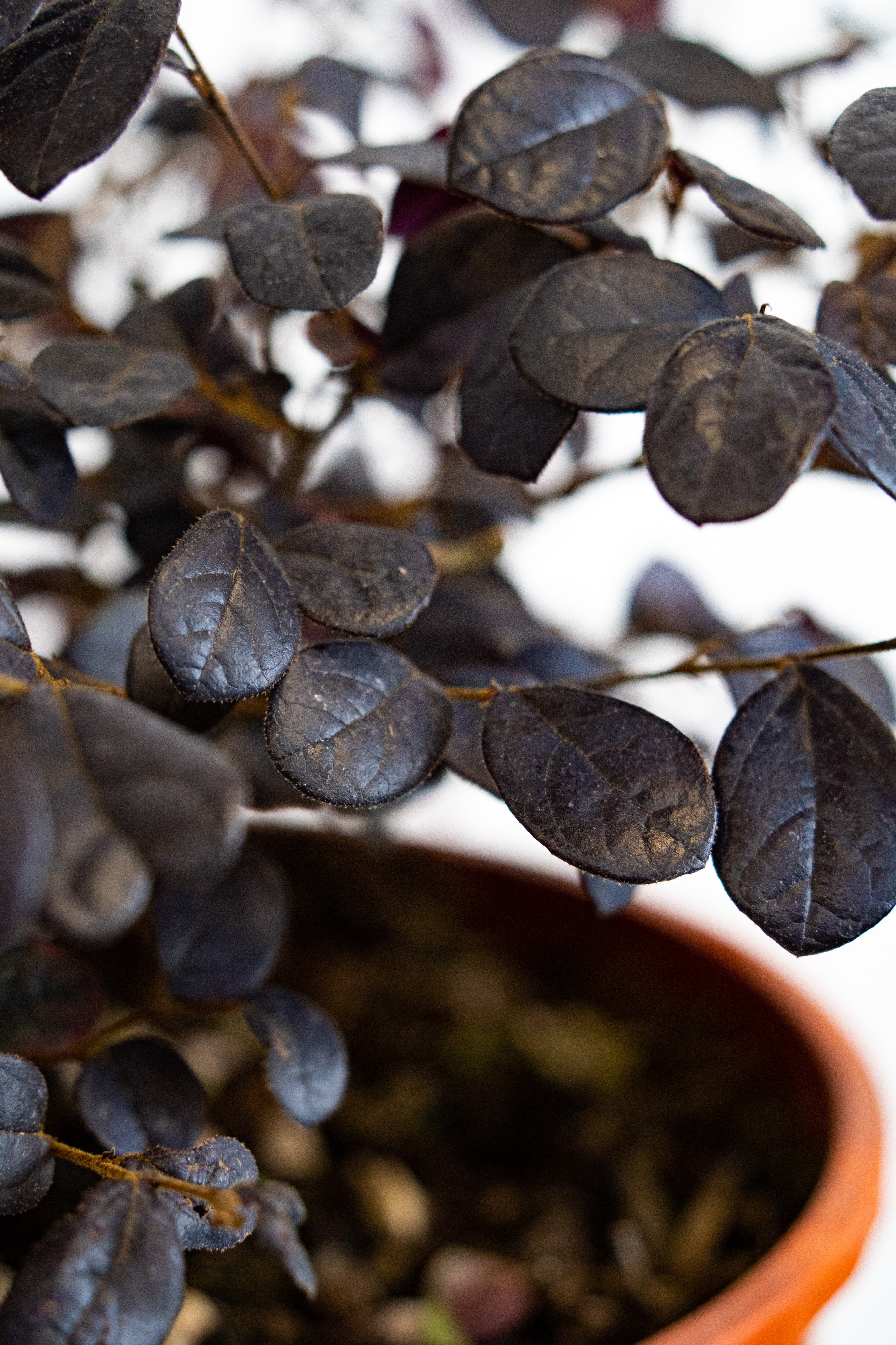 Loropetalum chinense