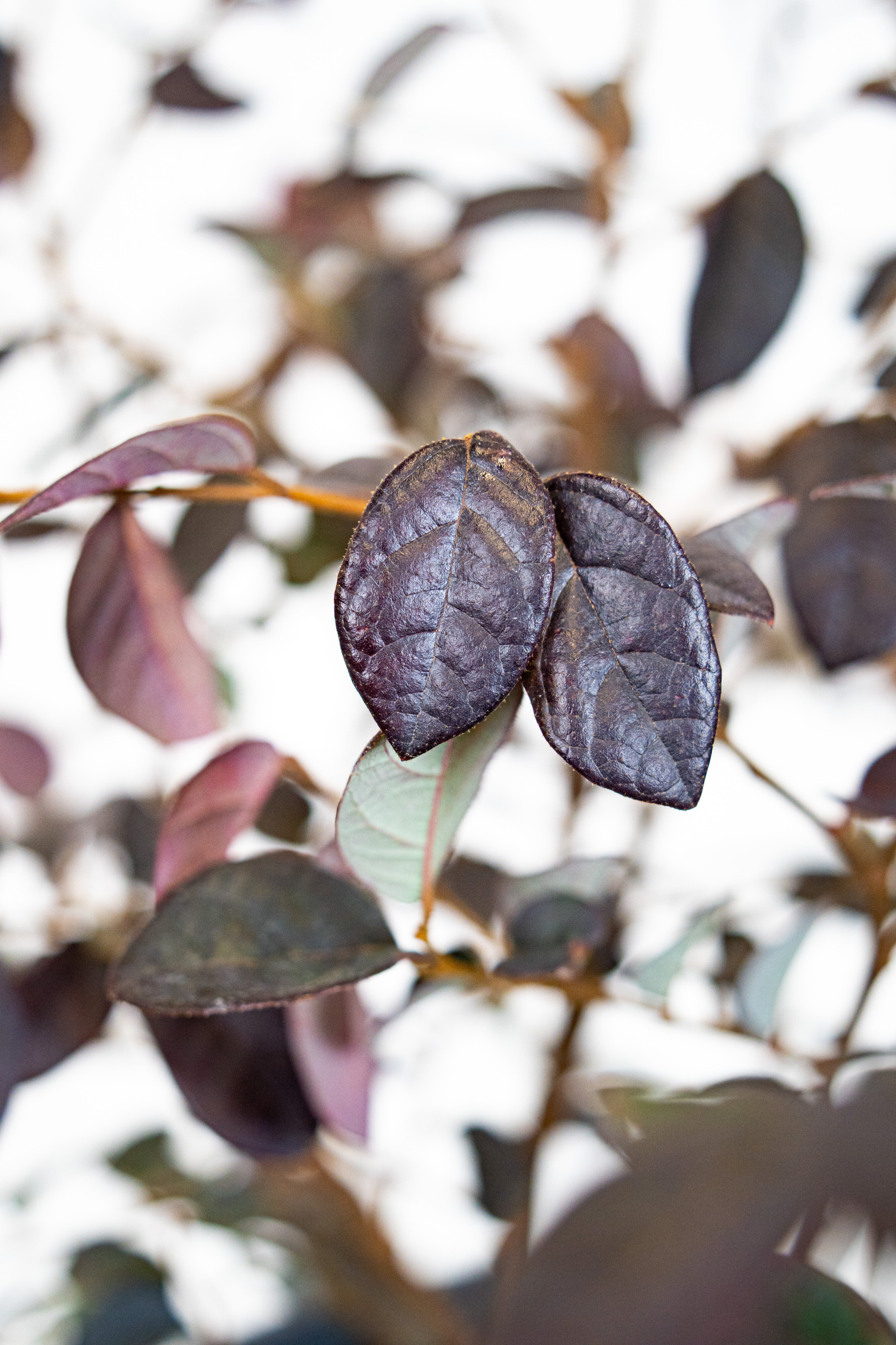 Loropetalum chinense