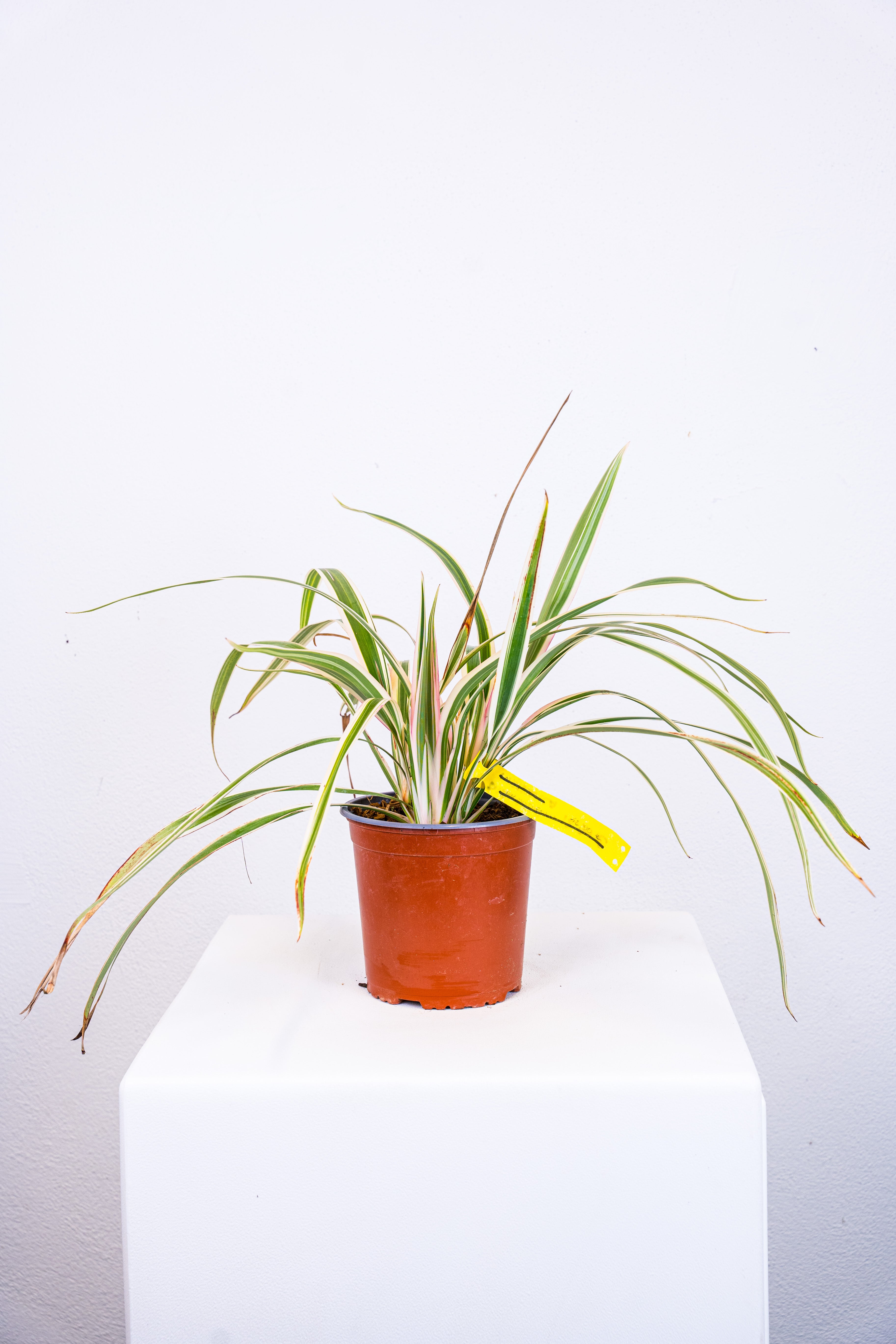 Dianella Tasmanica