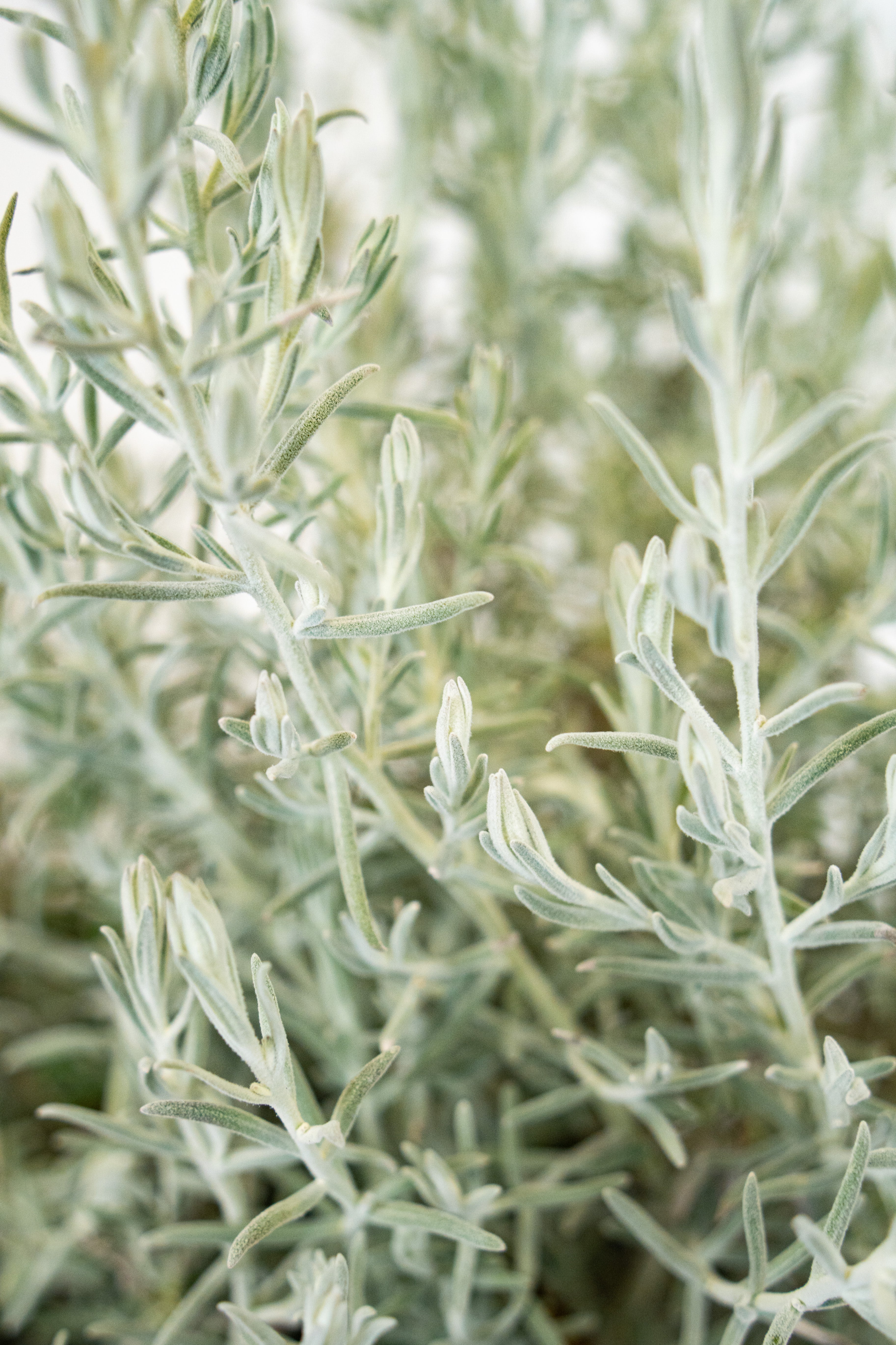 Eremophila Nivea