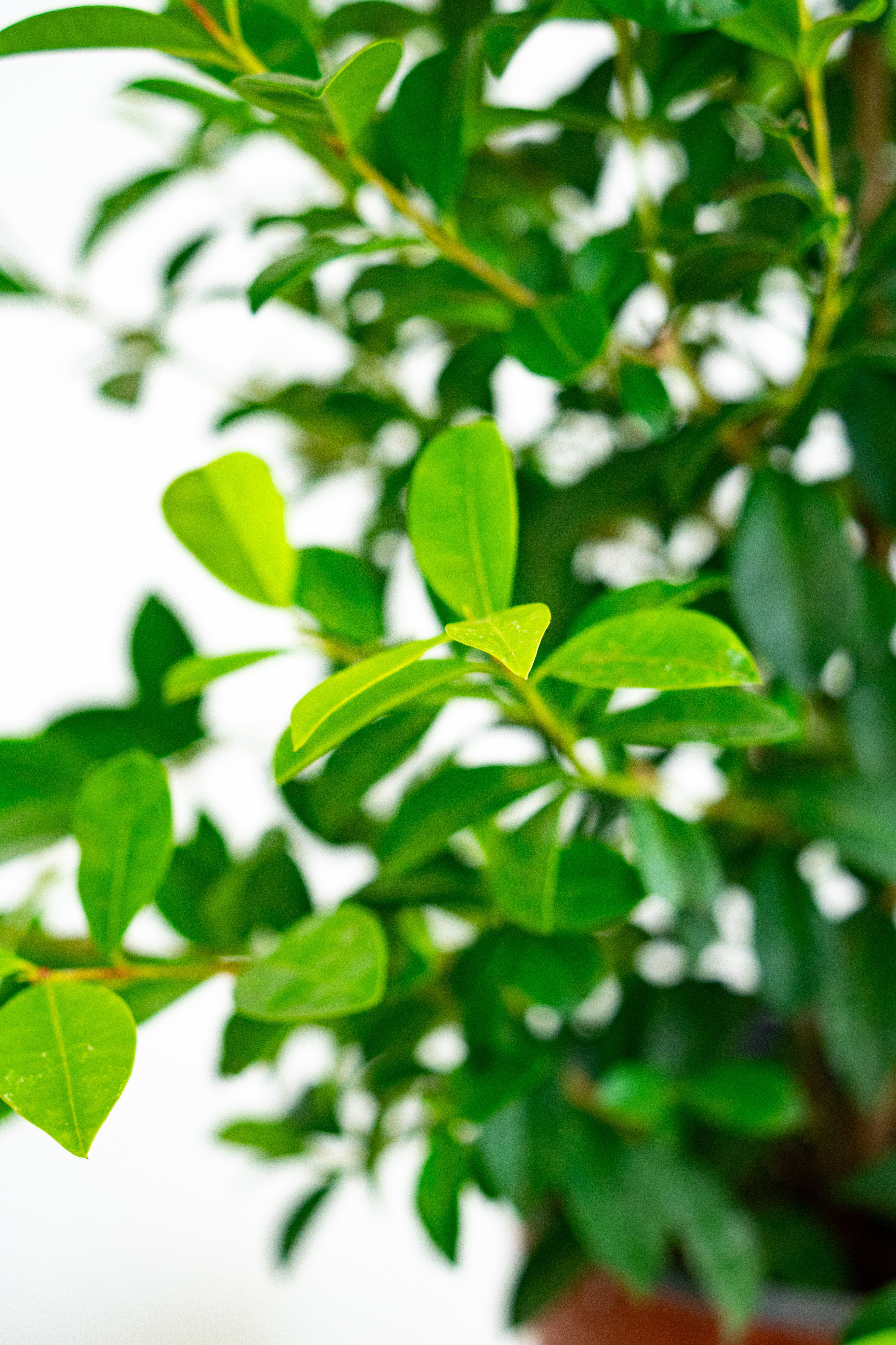 Eugenia myrtifolia