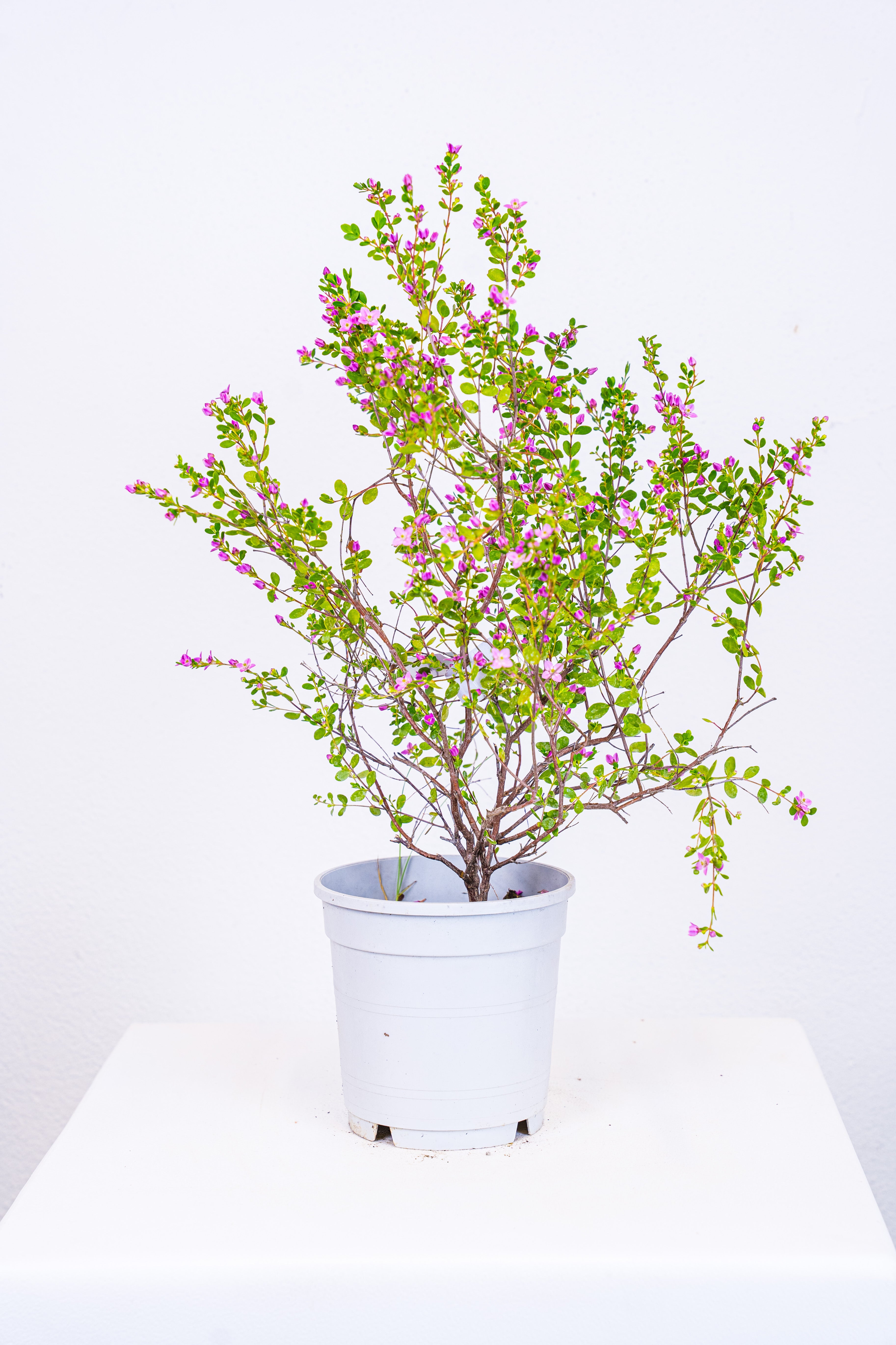 Boronia Crenulata