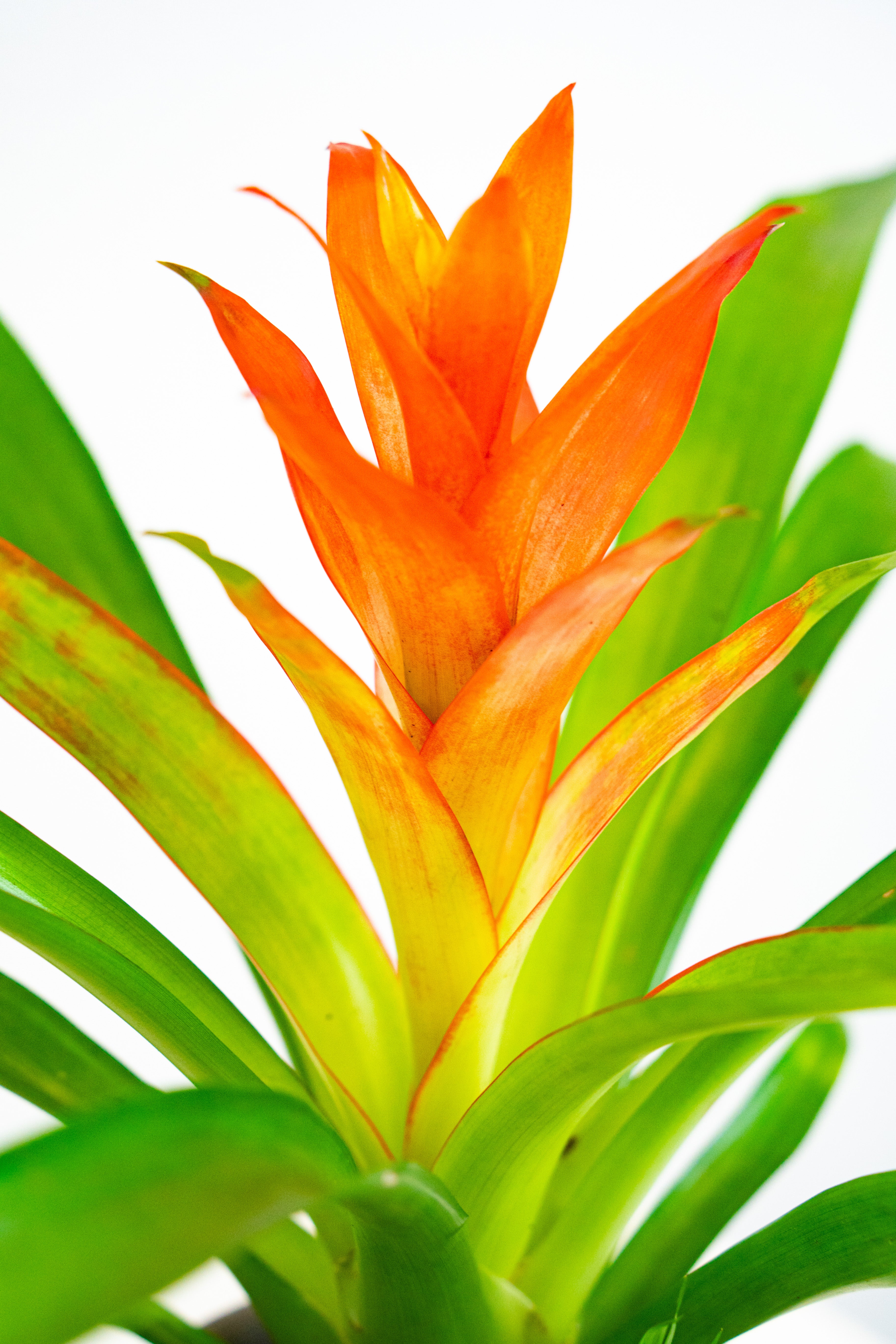 Guzmania