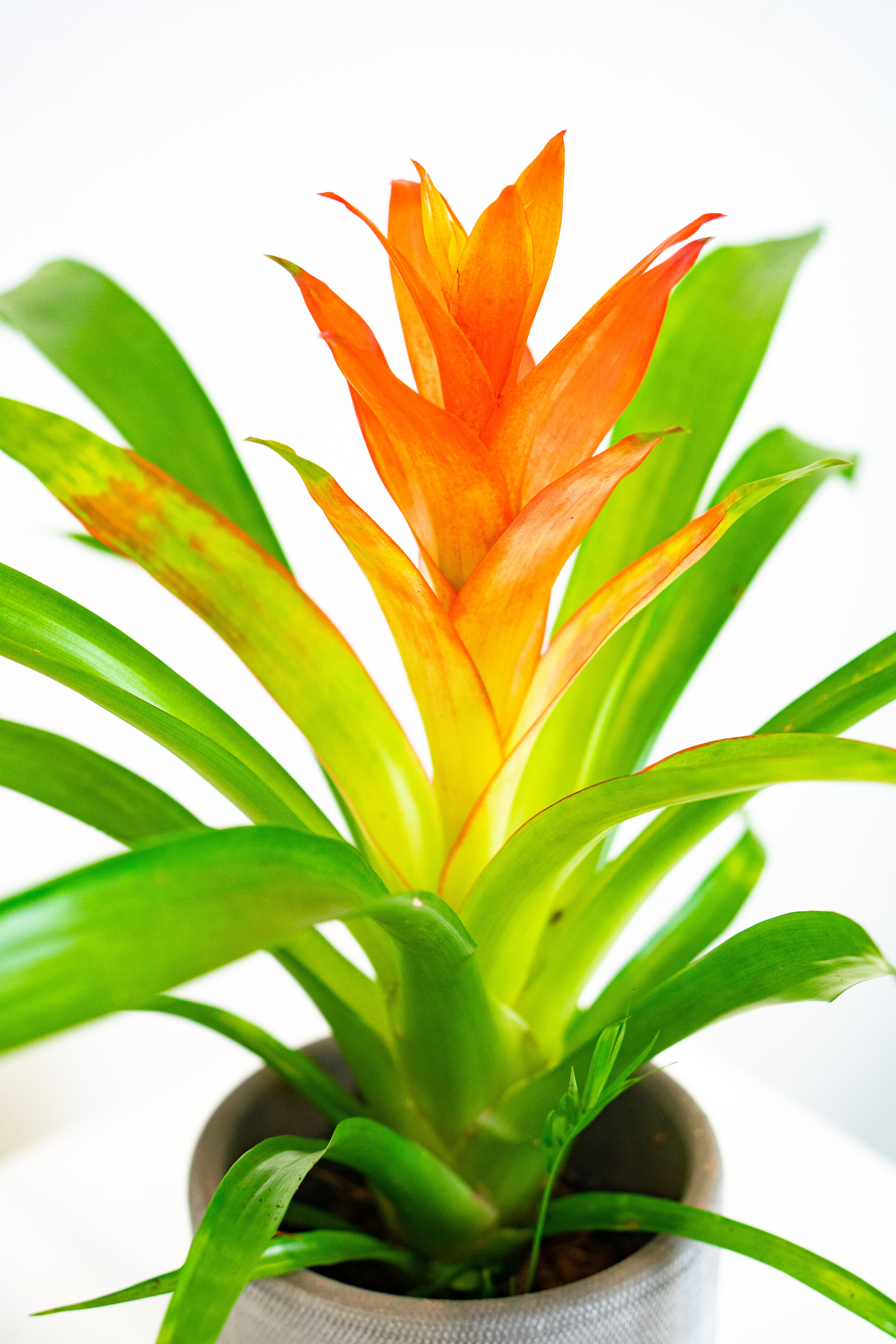 Guzmania