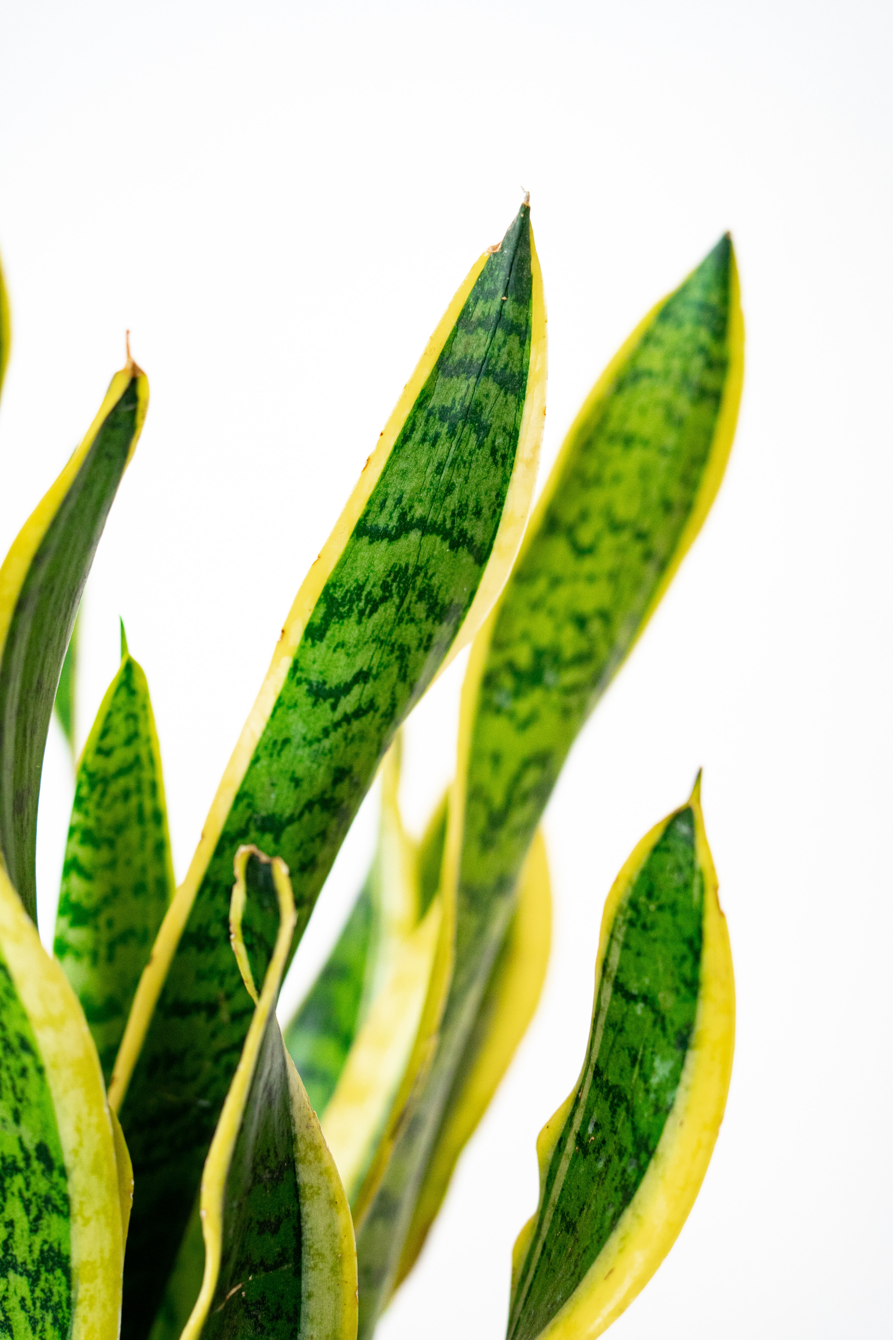 Sanseveria fasciata