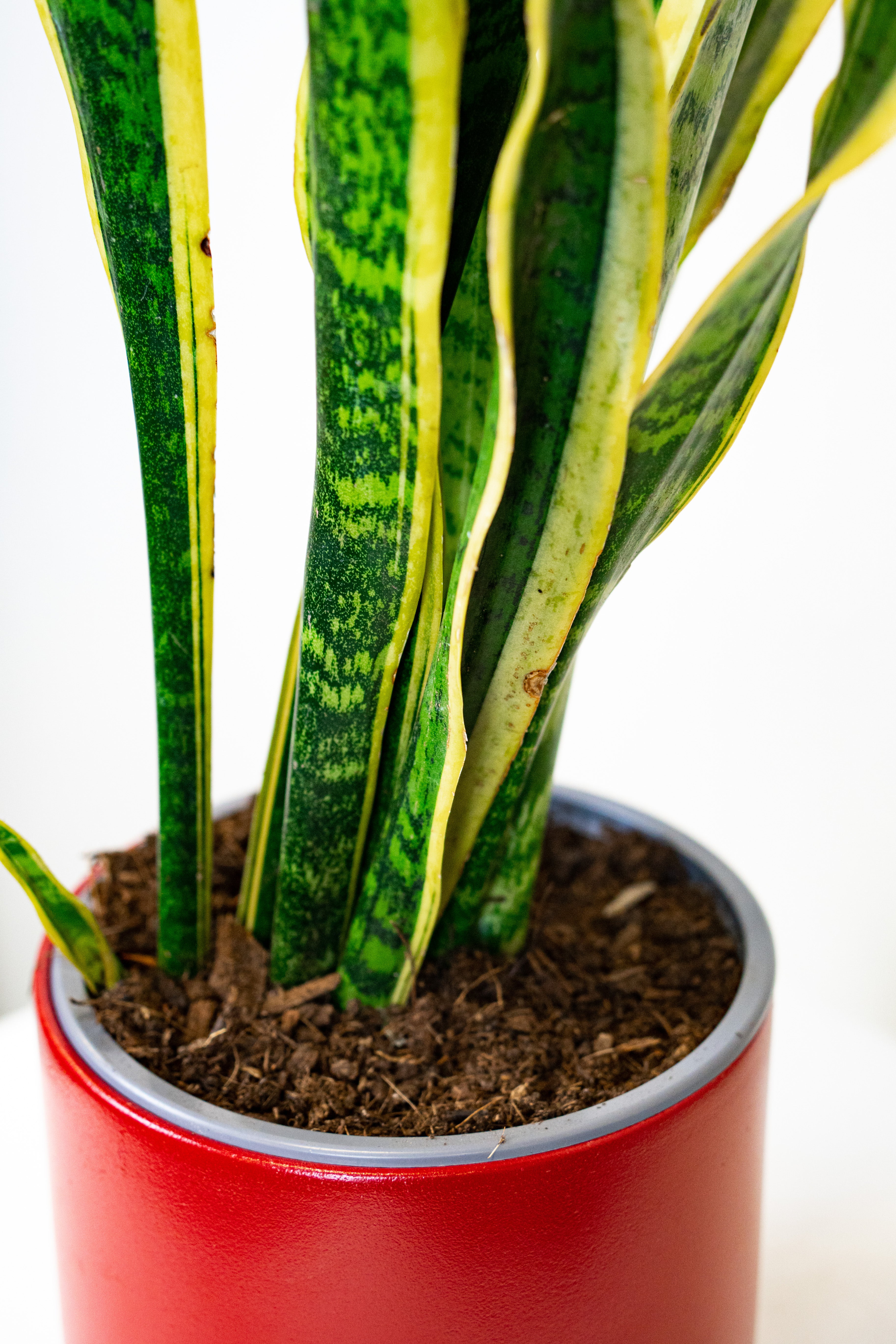 Sanseveria fasciata