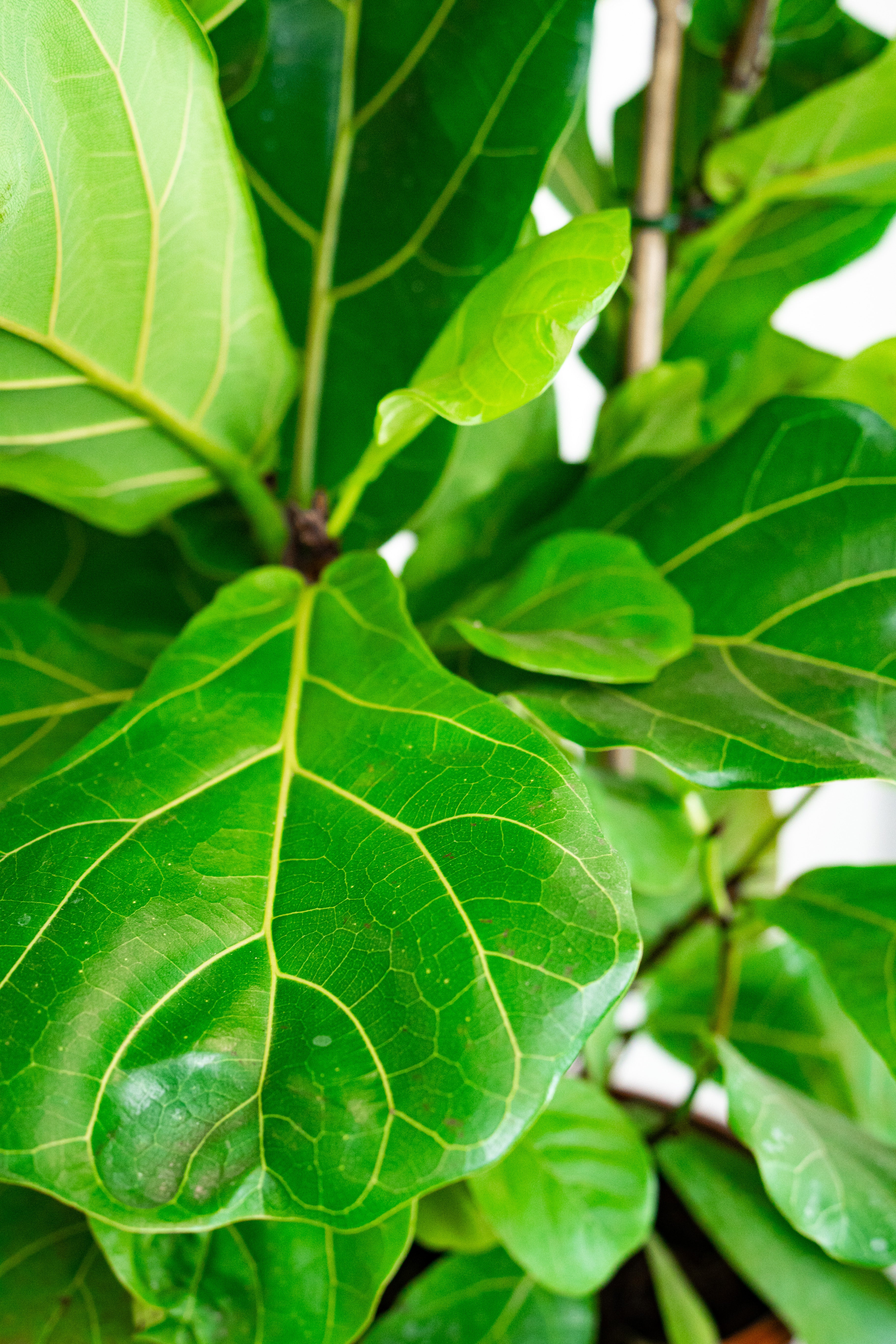 Ficus lirata