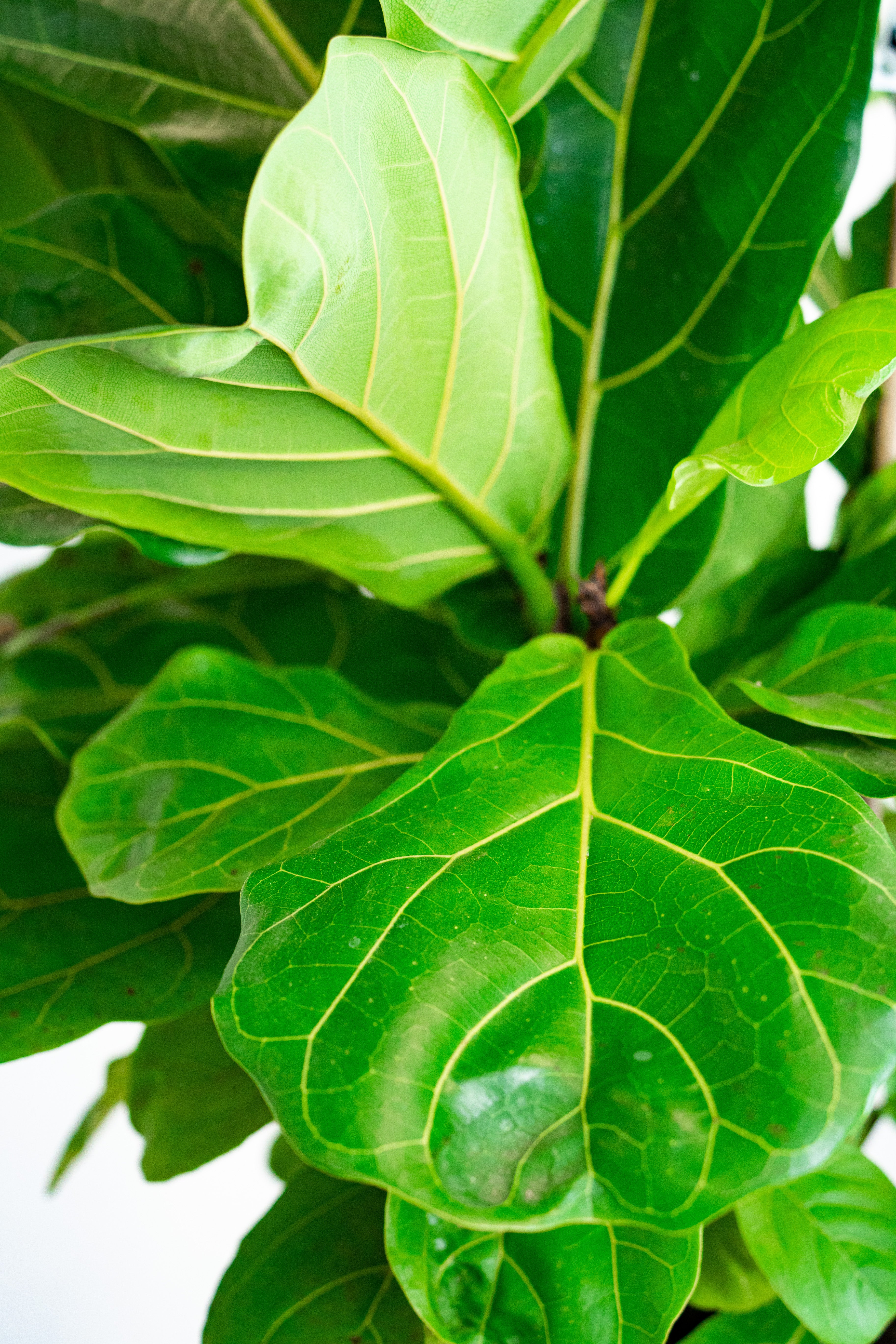 Ficus lirata