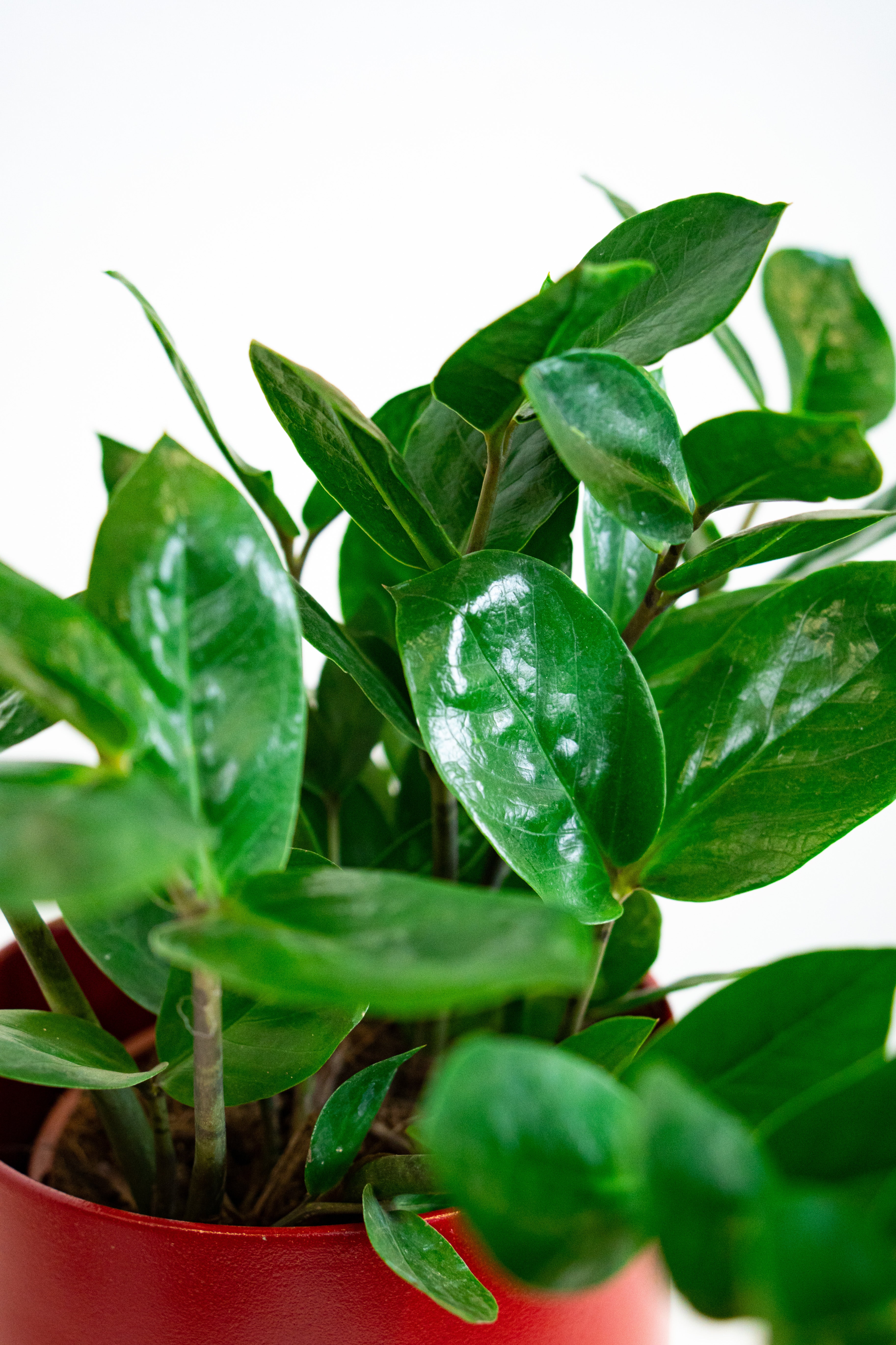 Zamyoculcas pianta di padre pio