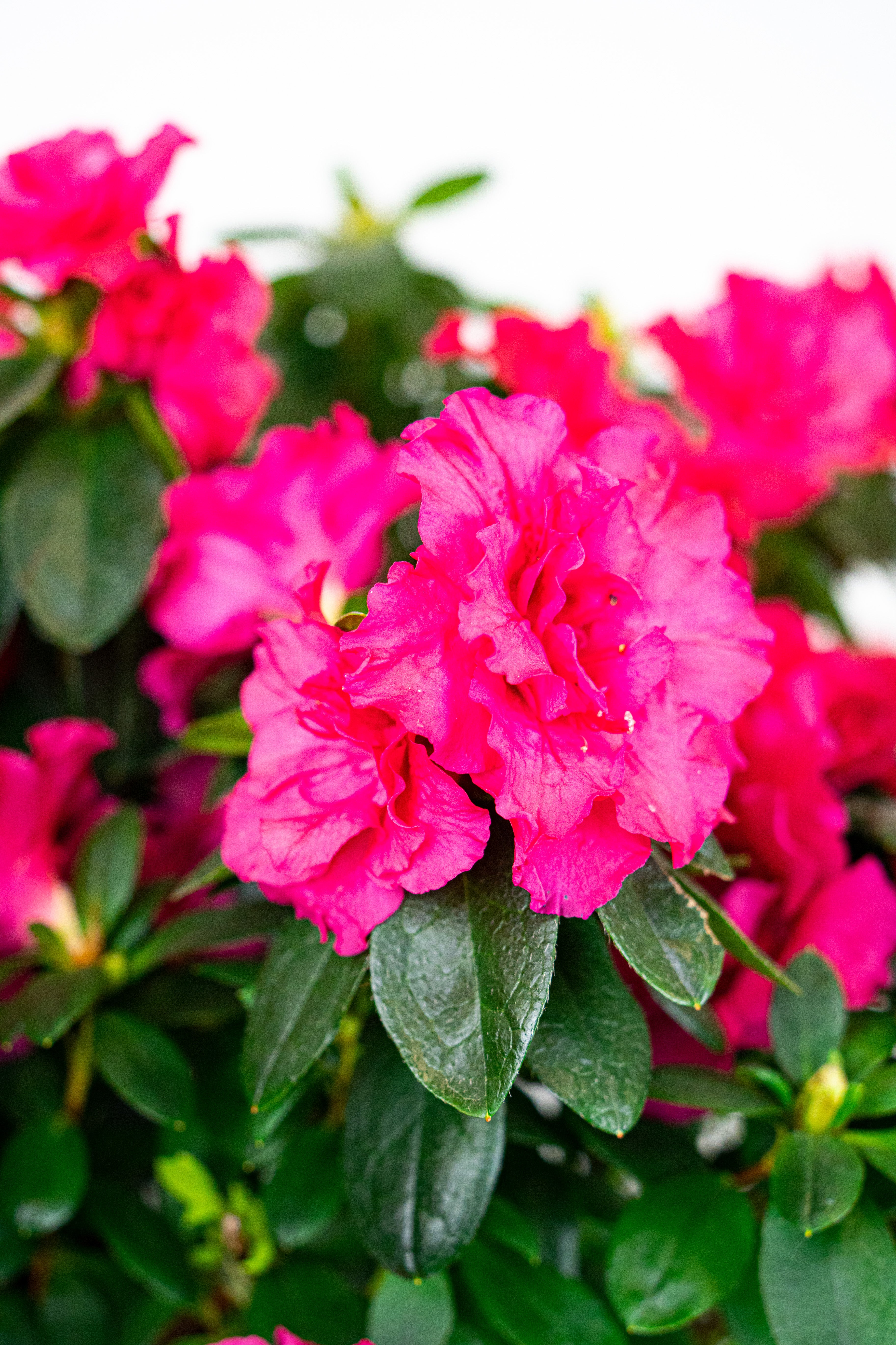 Azalea