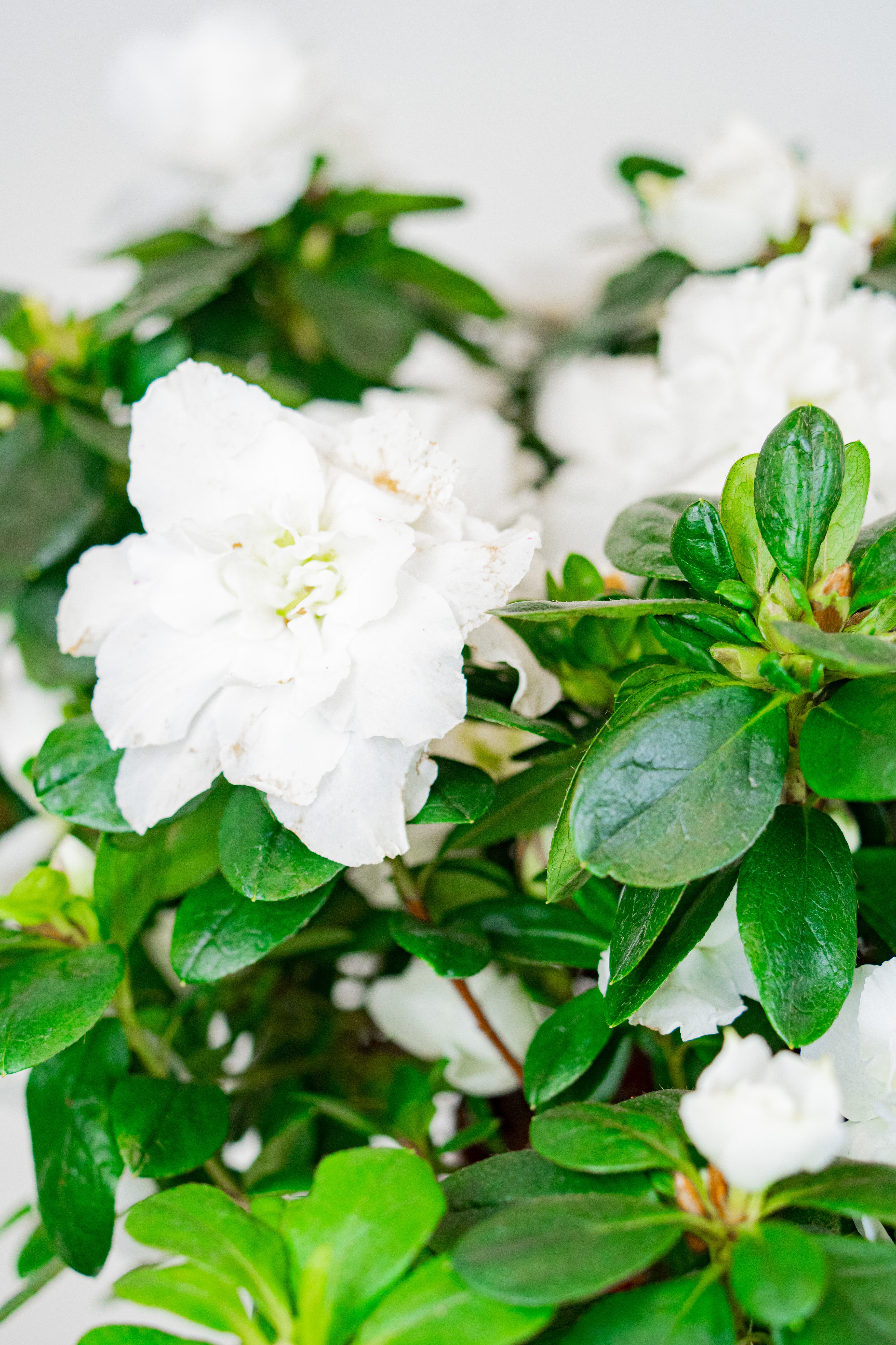 Azalea
