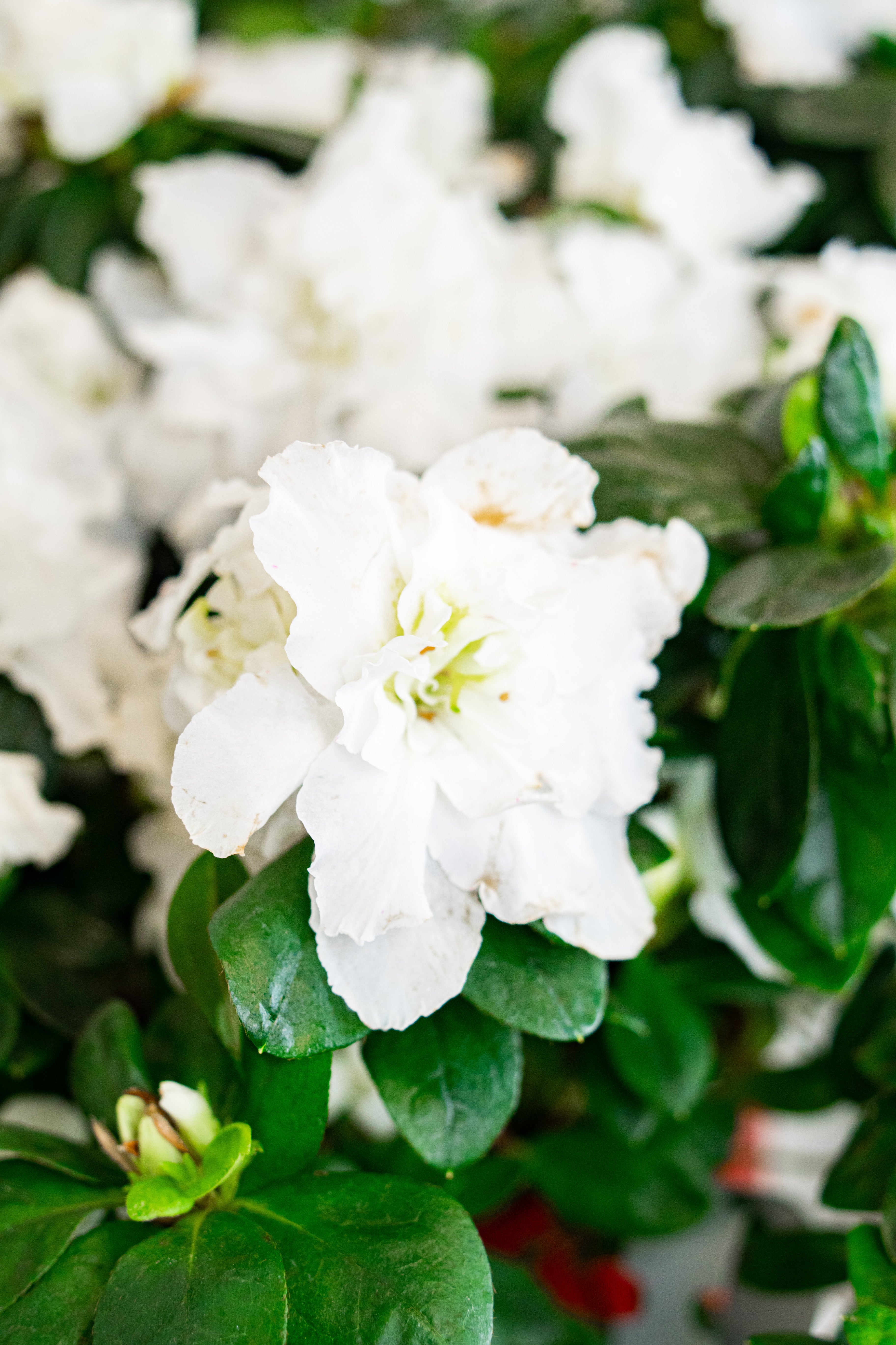 Azalea