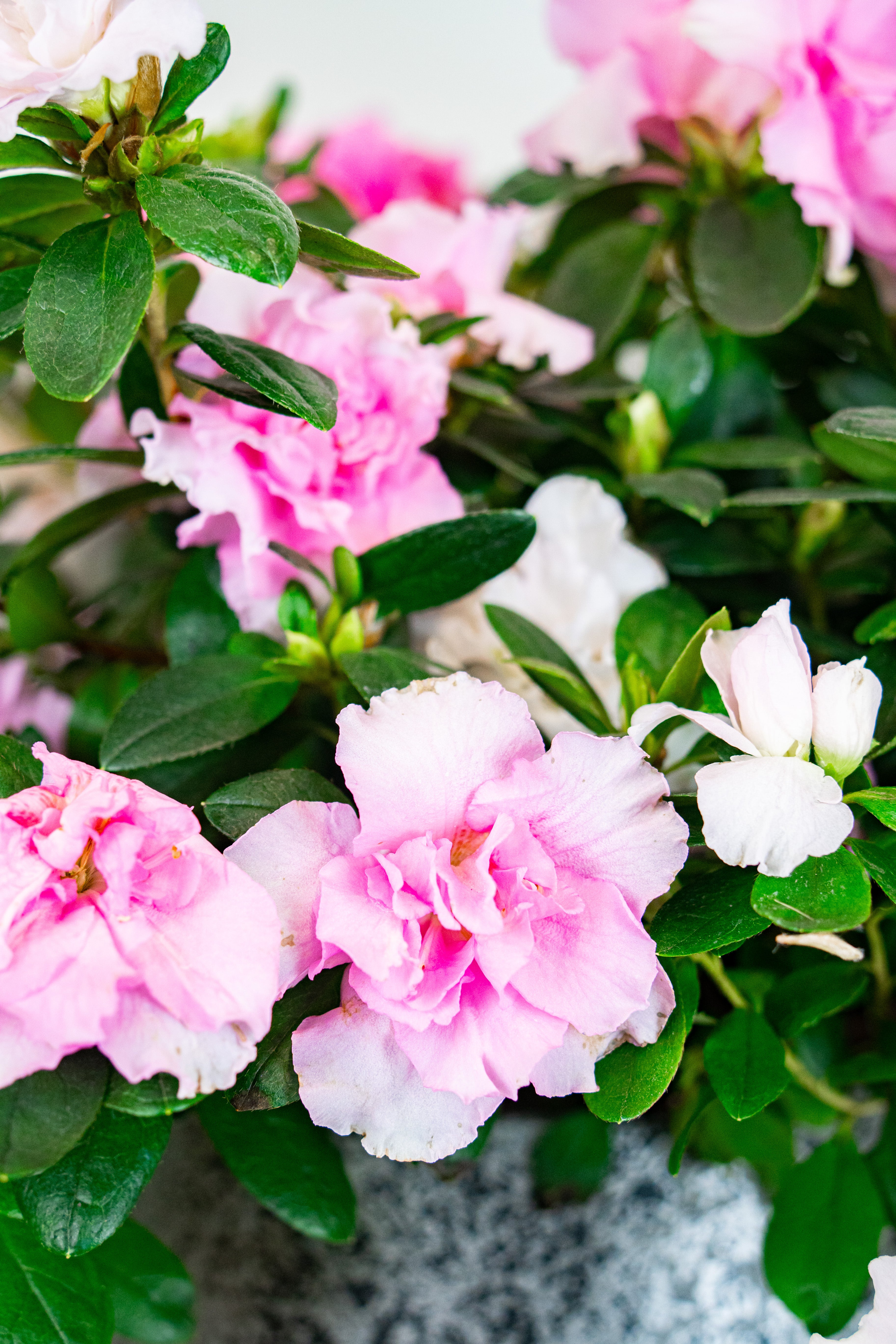 Azalea