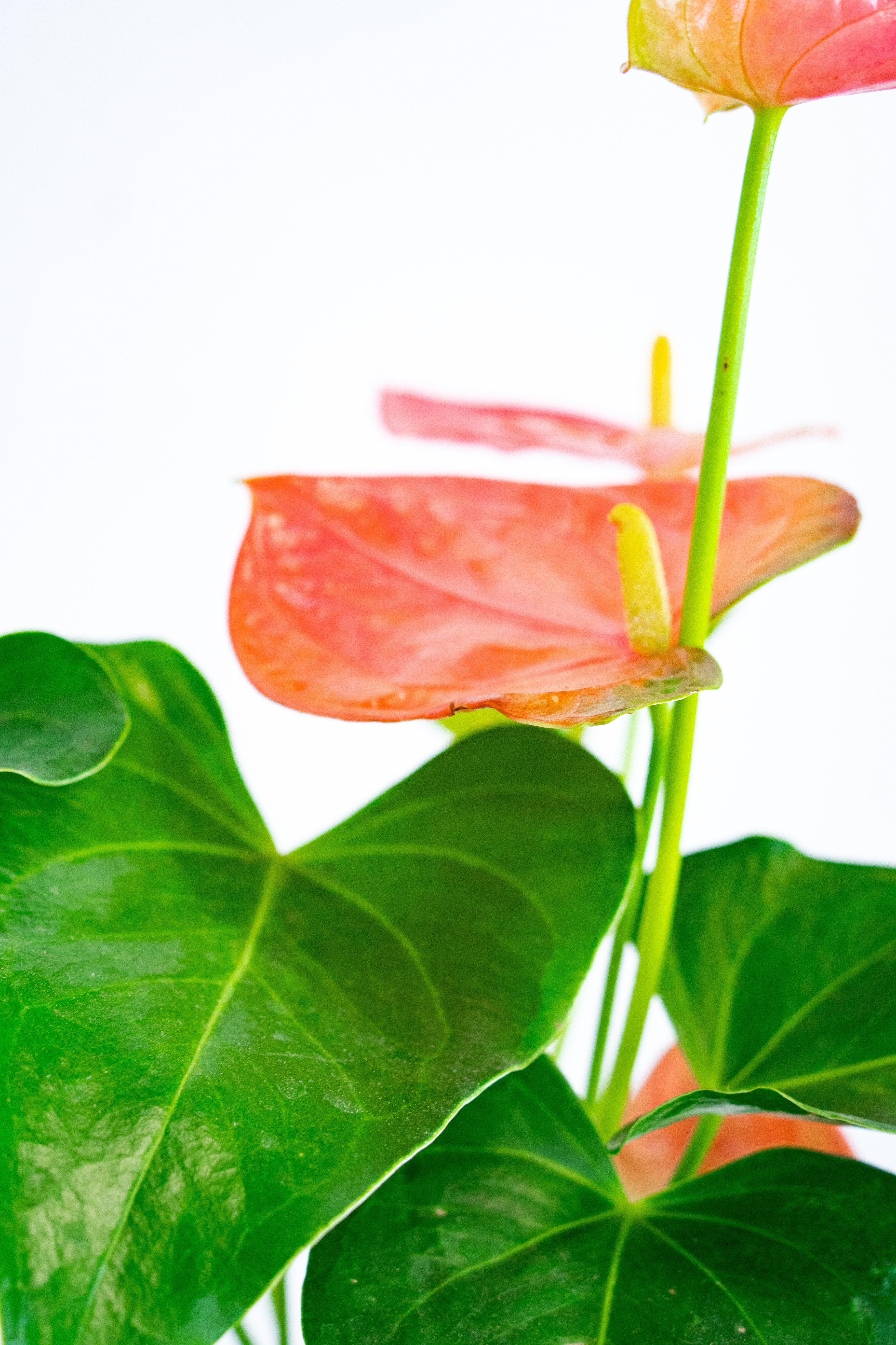 Anthurium