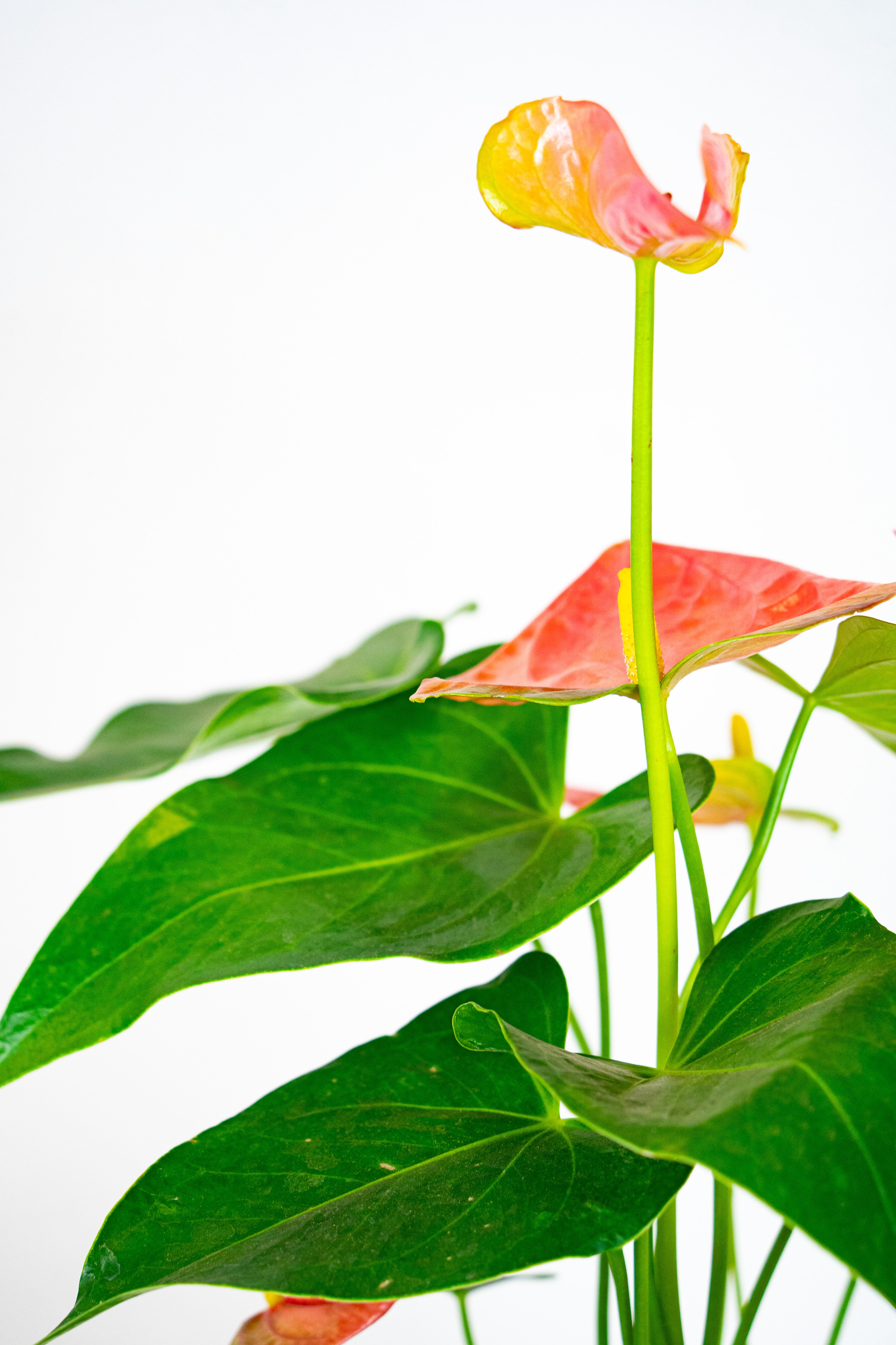 Anthurium