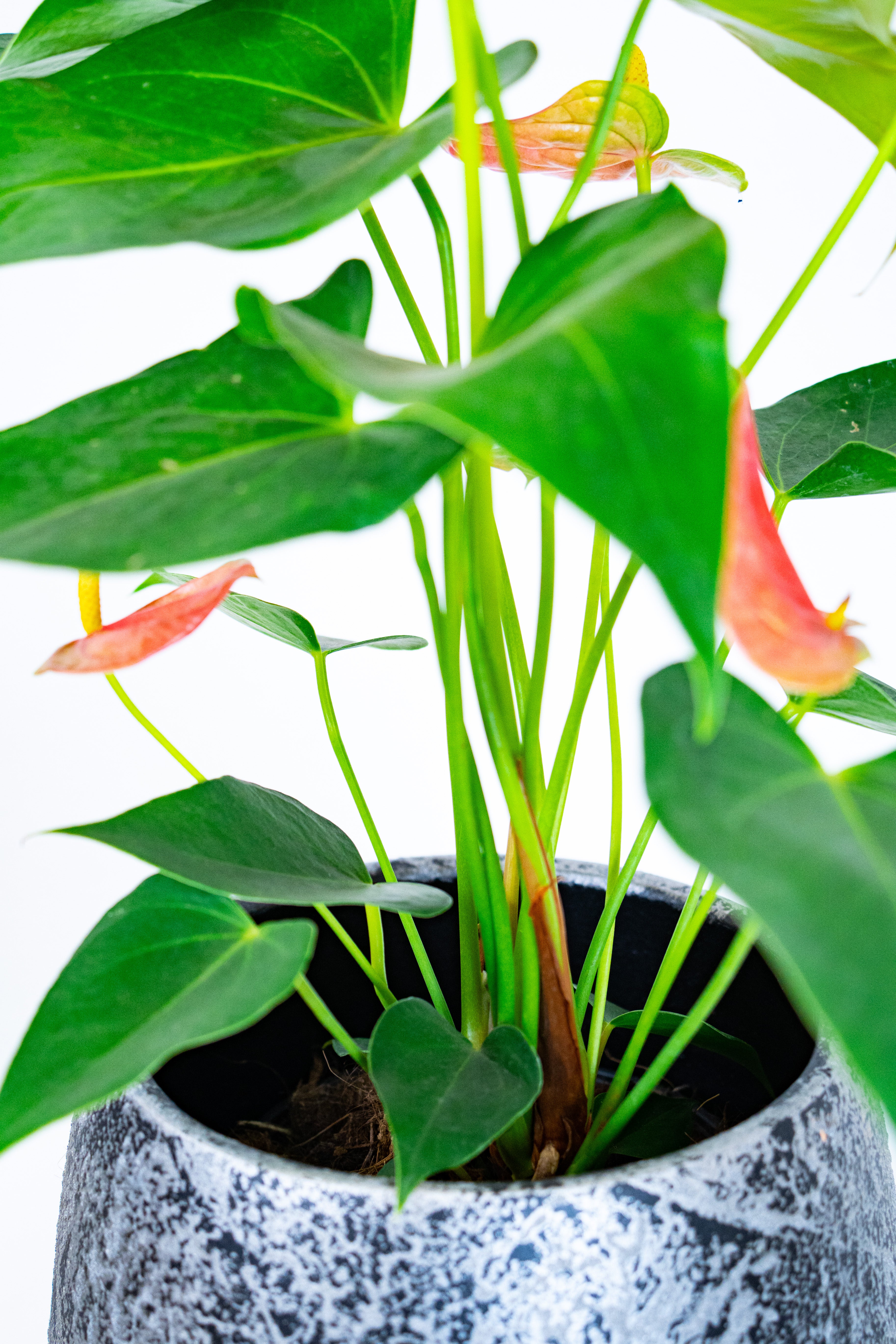 Anthurium
