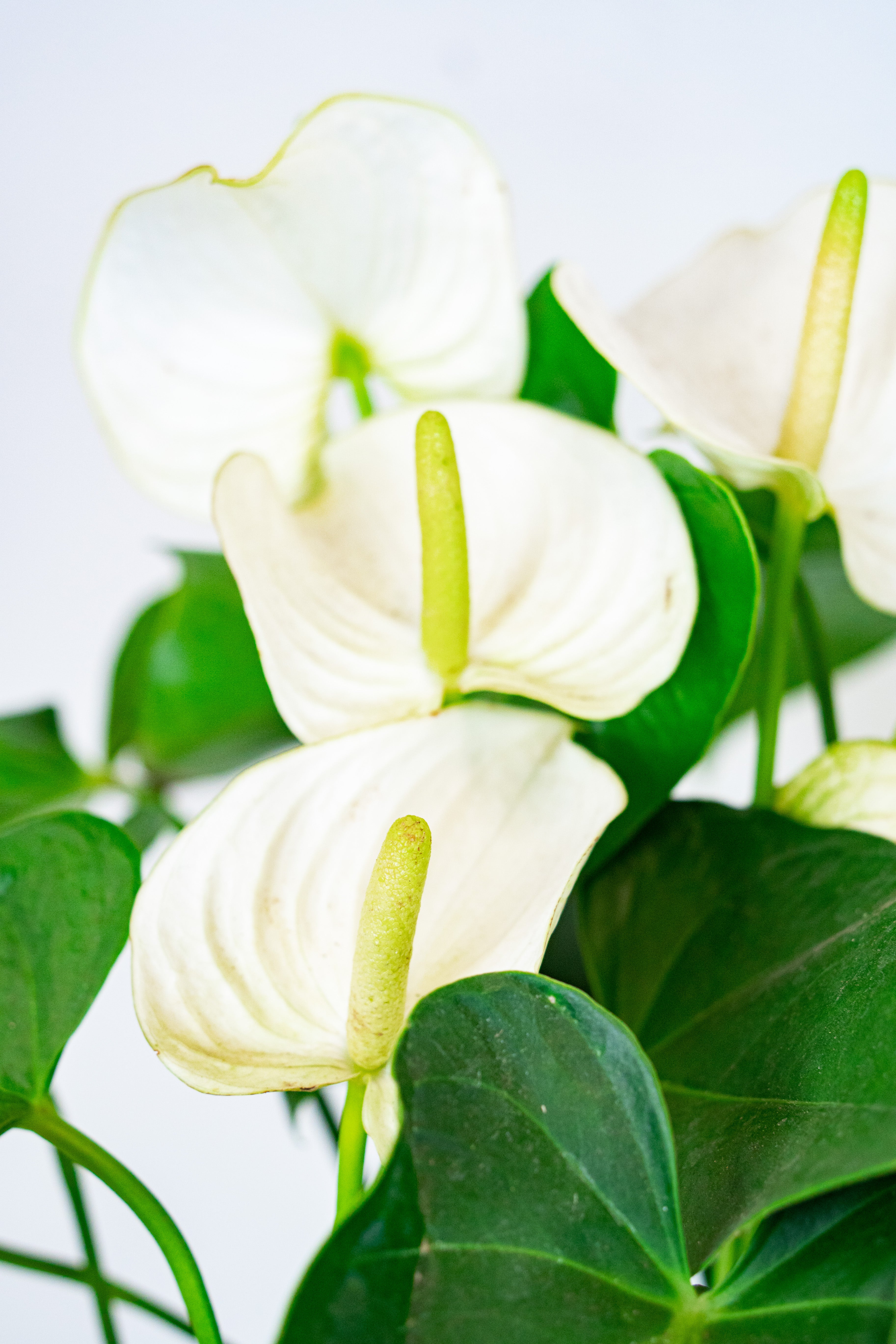 Anthurium ciotole