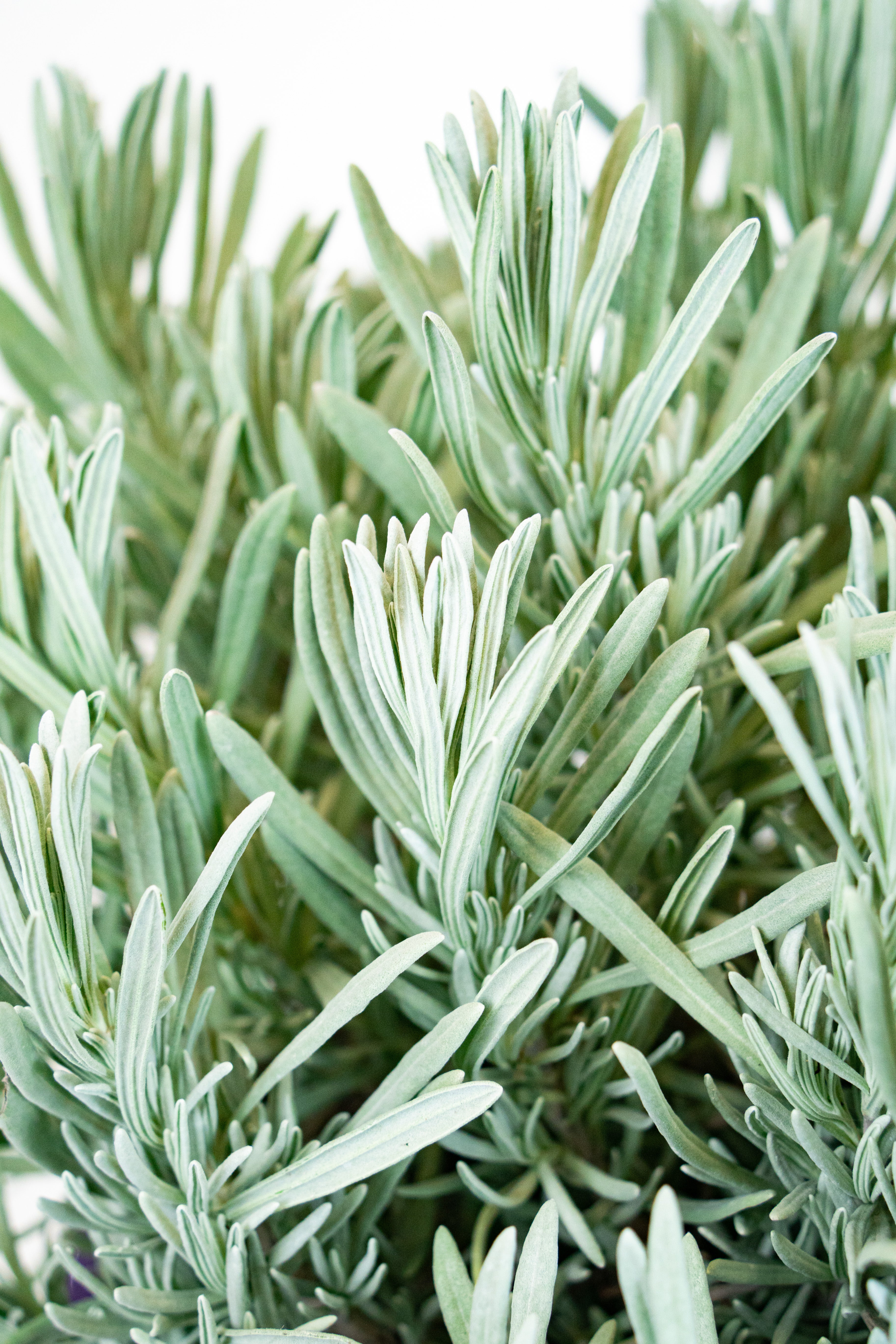 Lavanda angustifolia